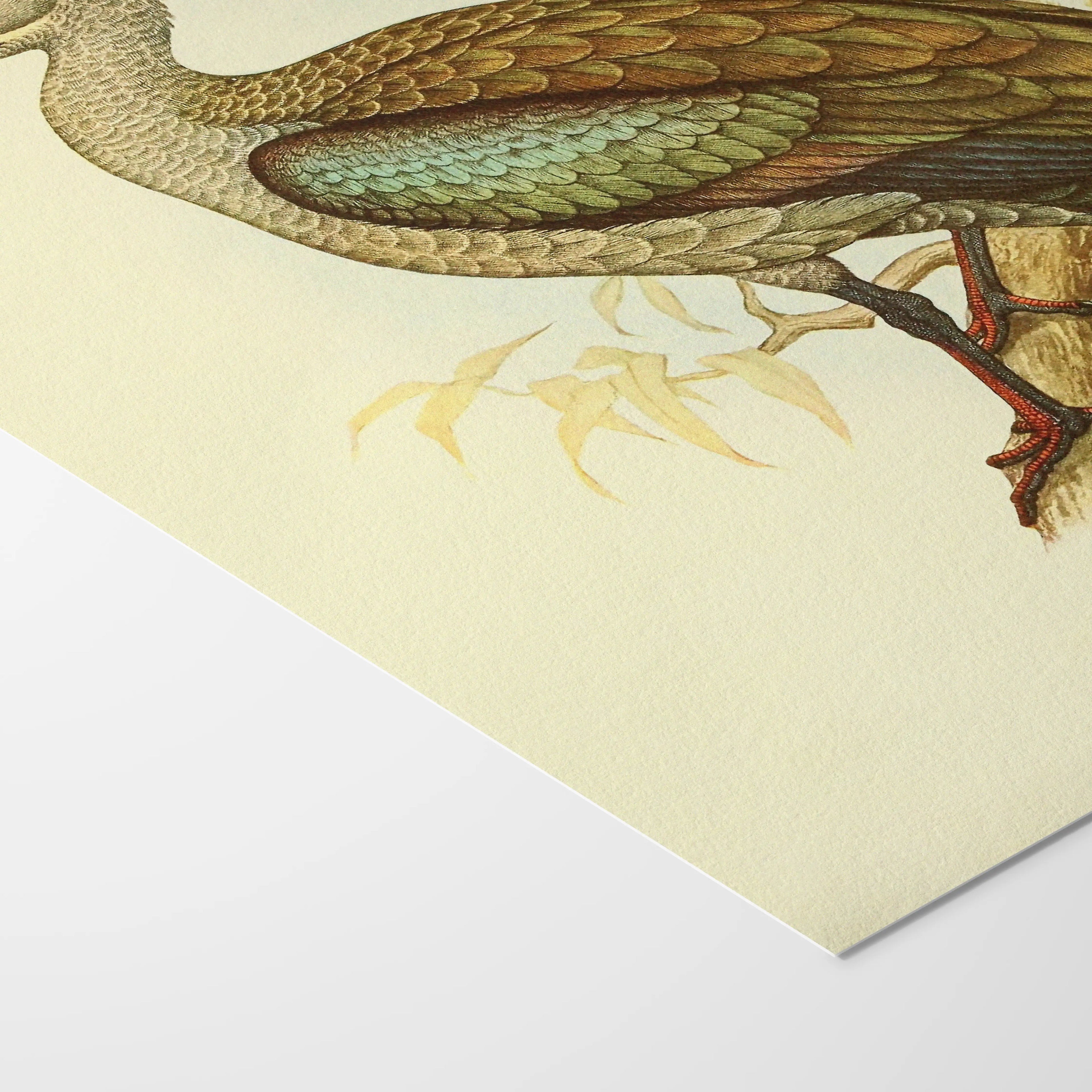 Natural History: Plate No. 43