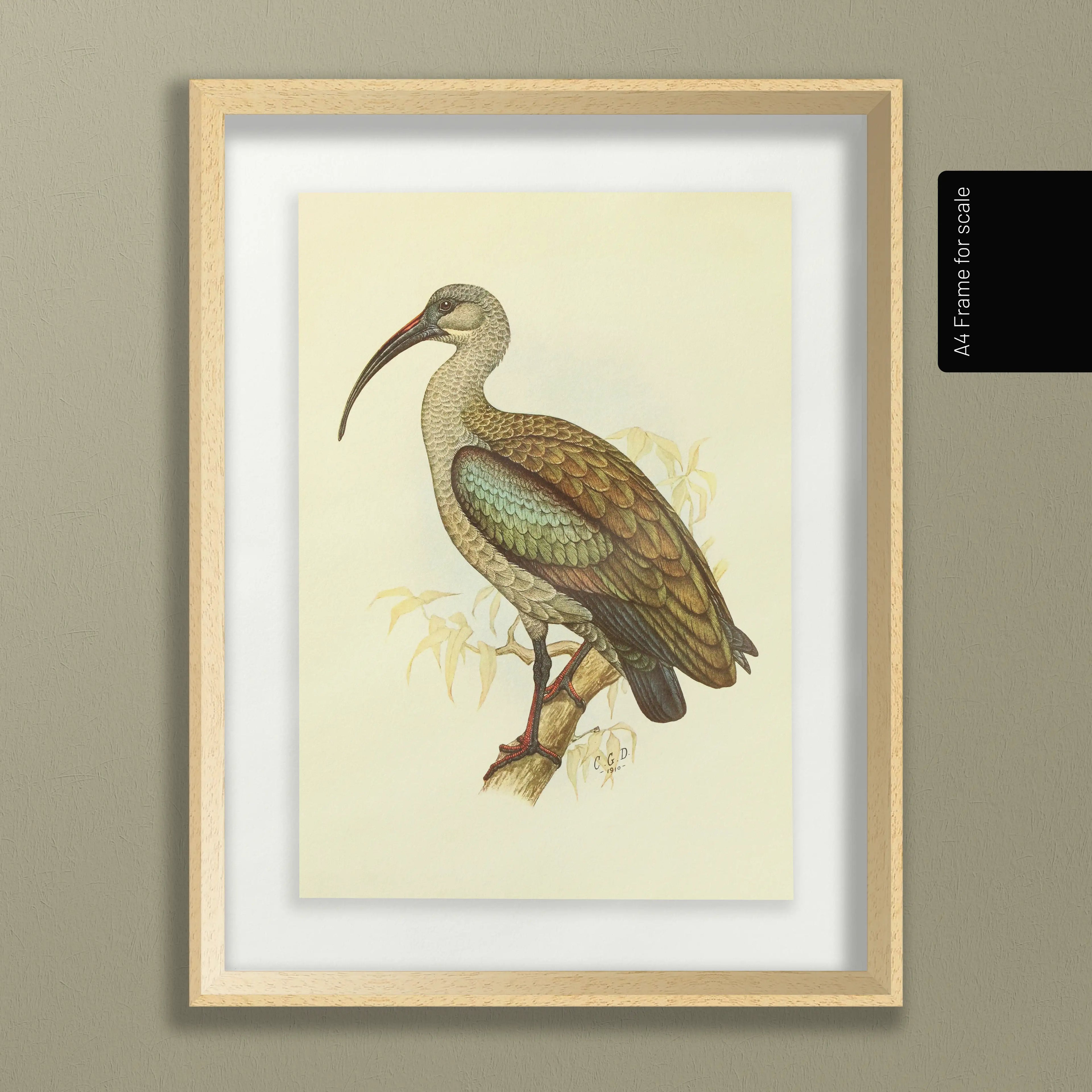 Natural History: Plate No. 43