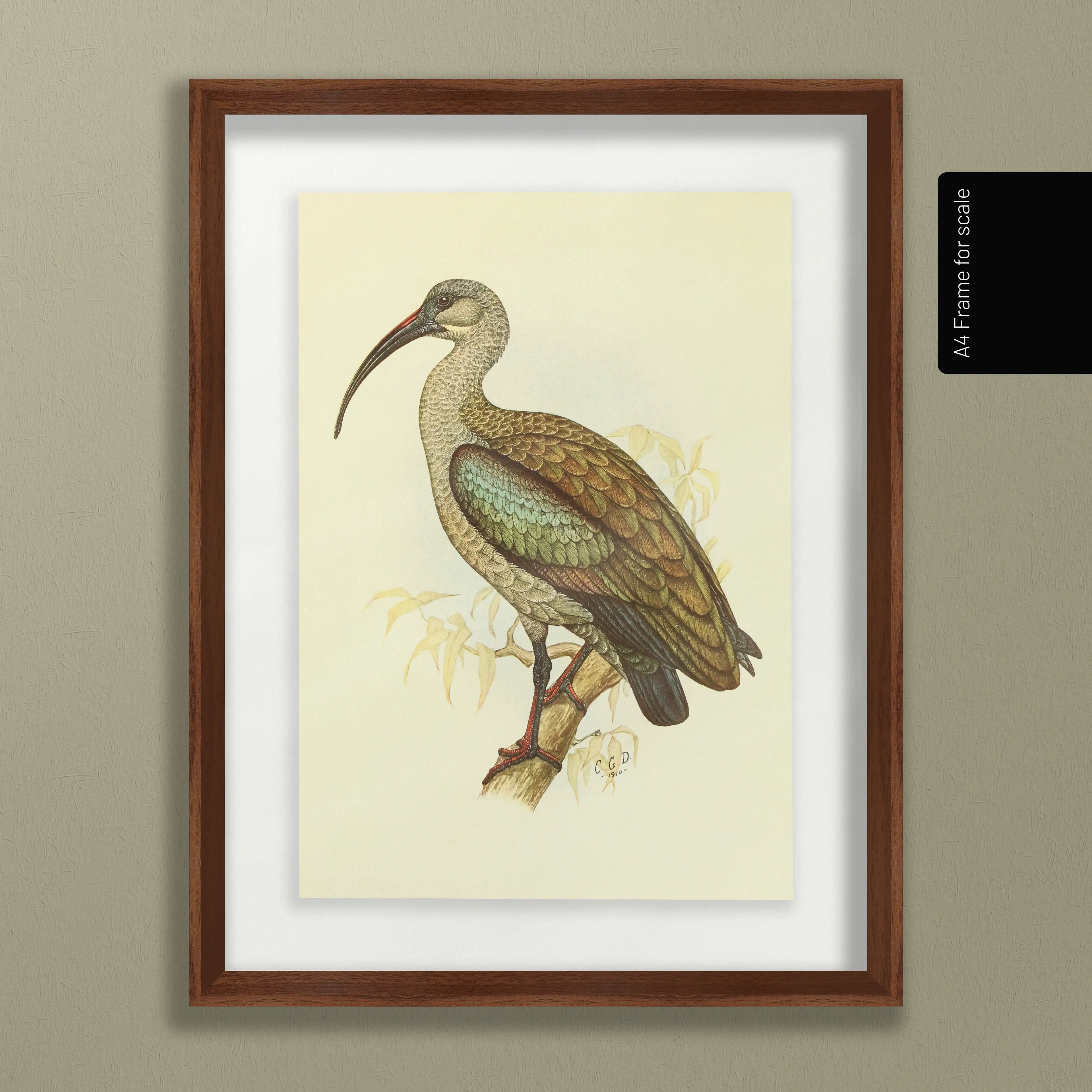 Natural History: Plate No. 43