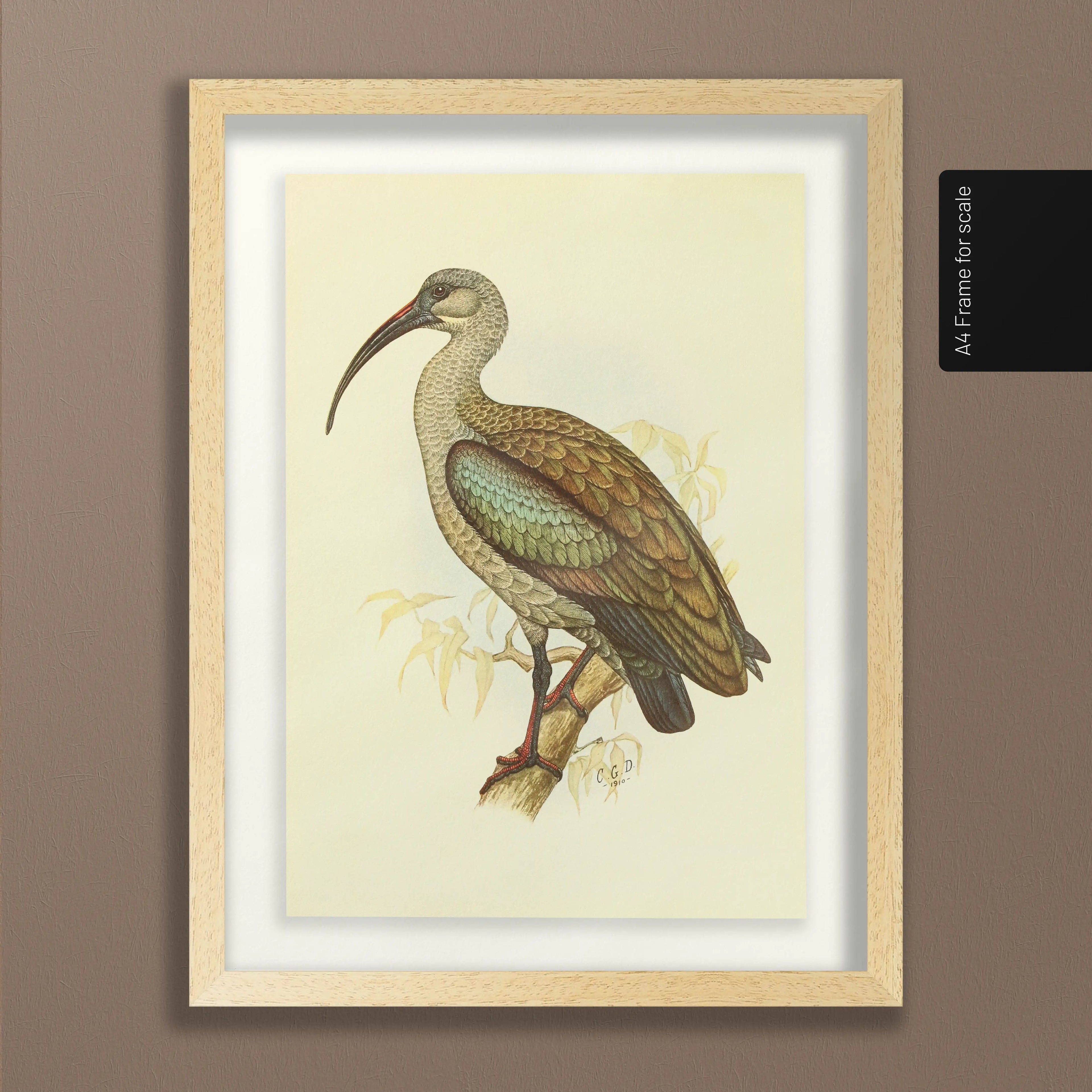 Natural History: Plate No. 43