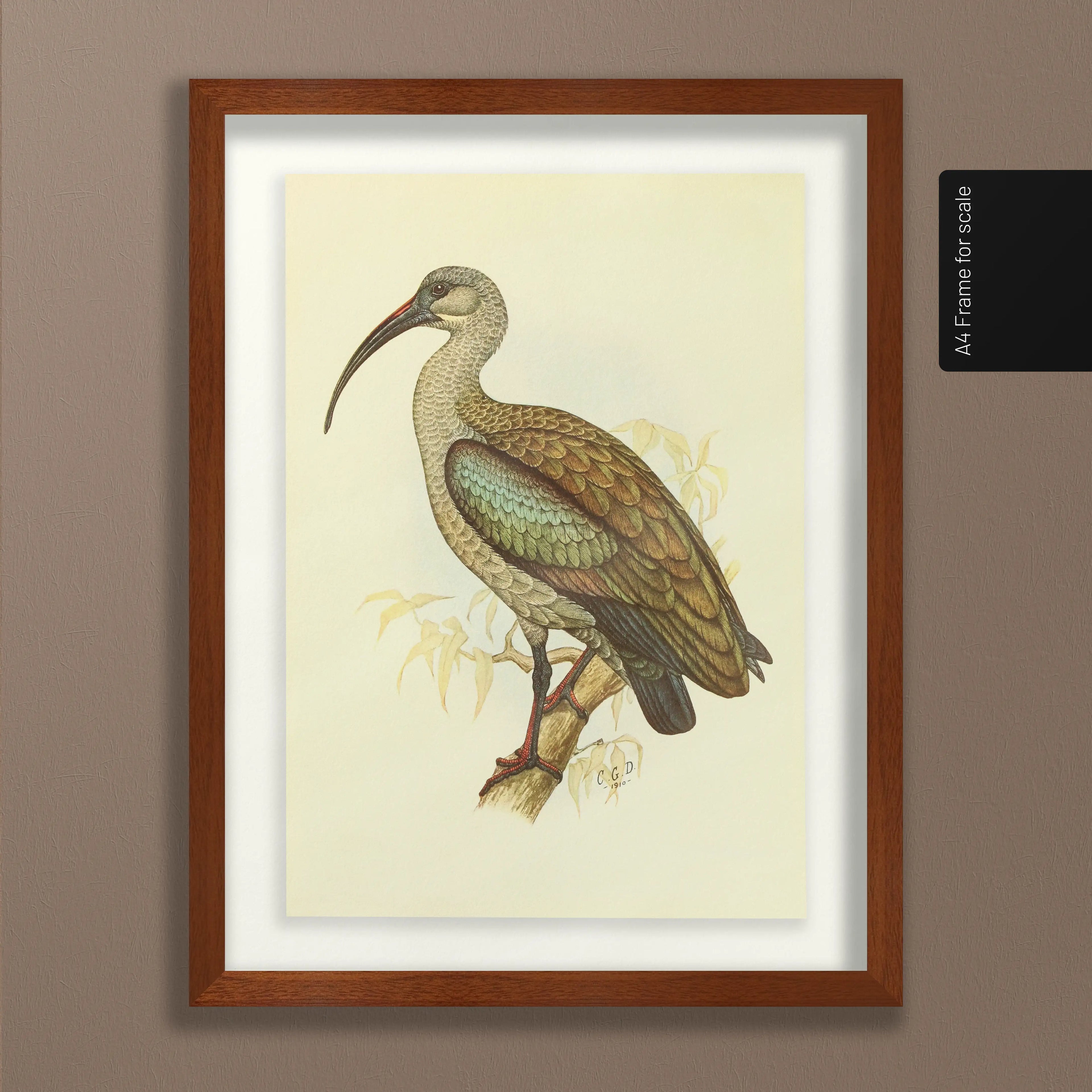 Natural History: Plate No. 43