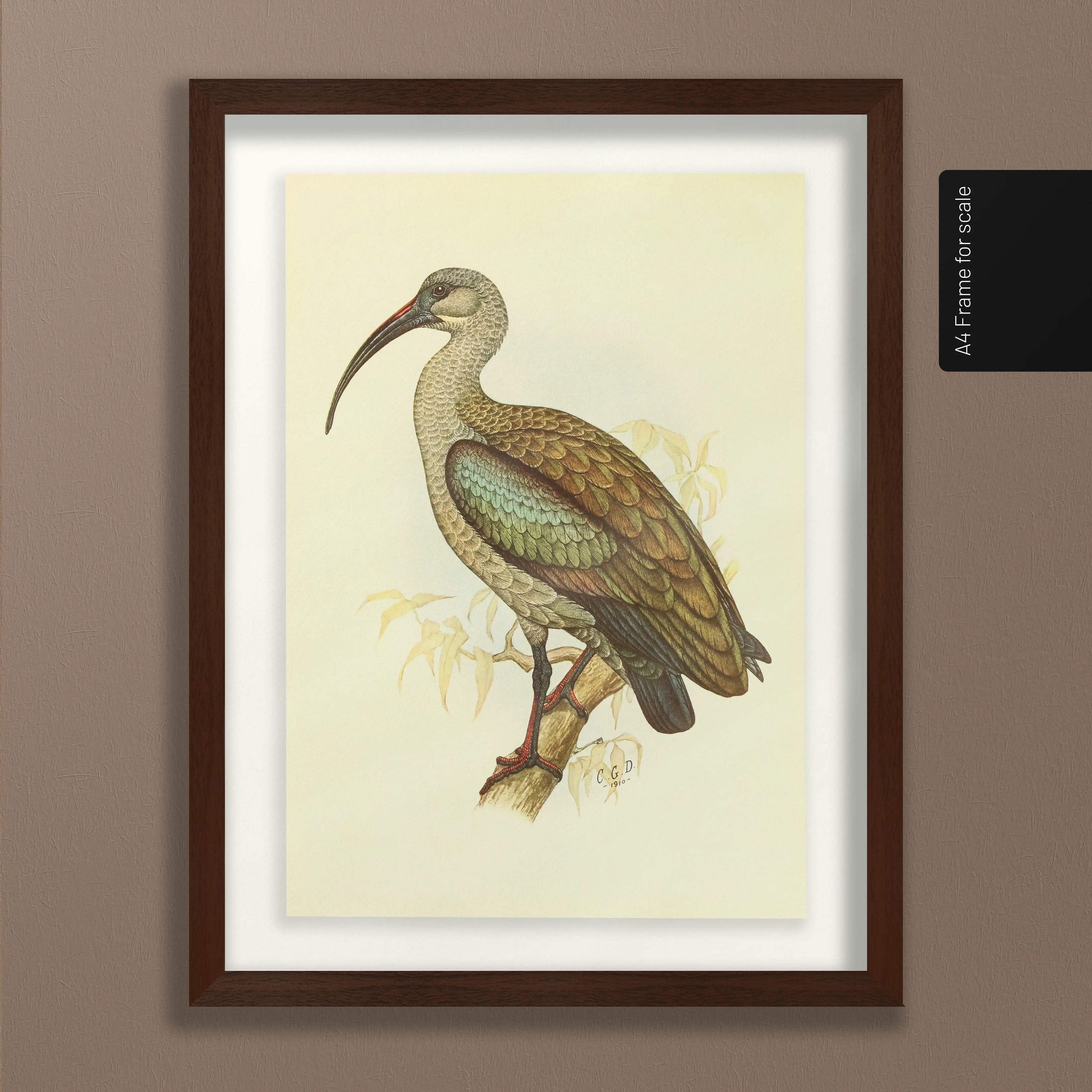 Natural History: Plate No. 43