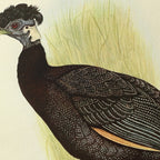 Natural History: Plate No. 44