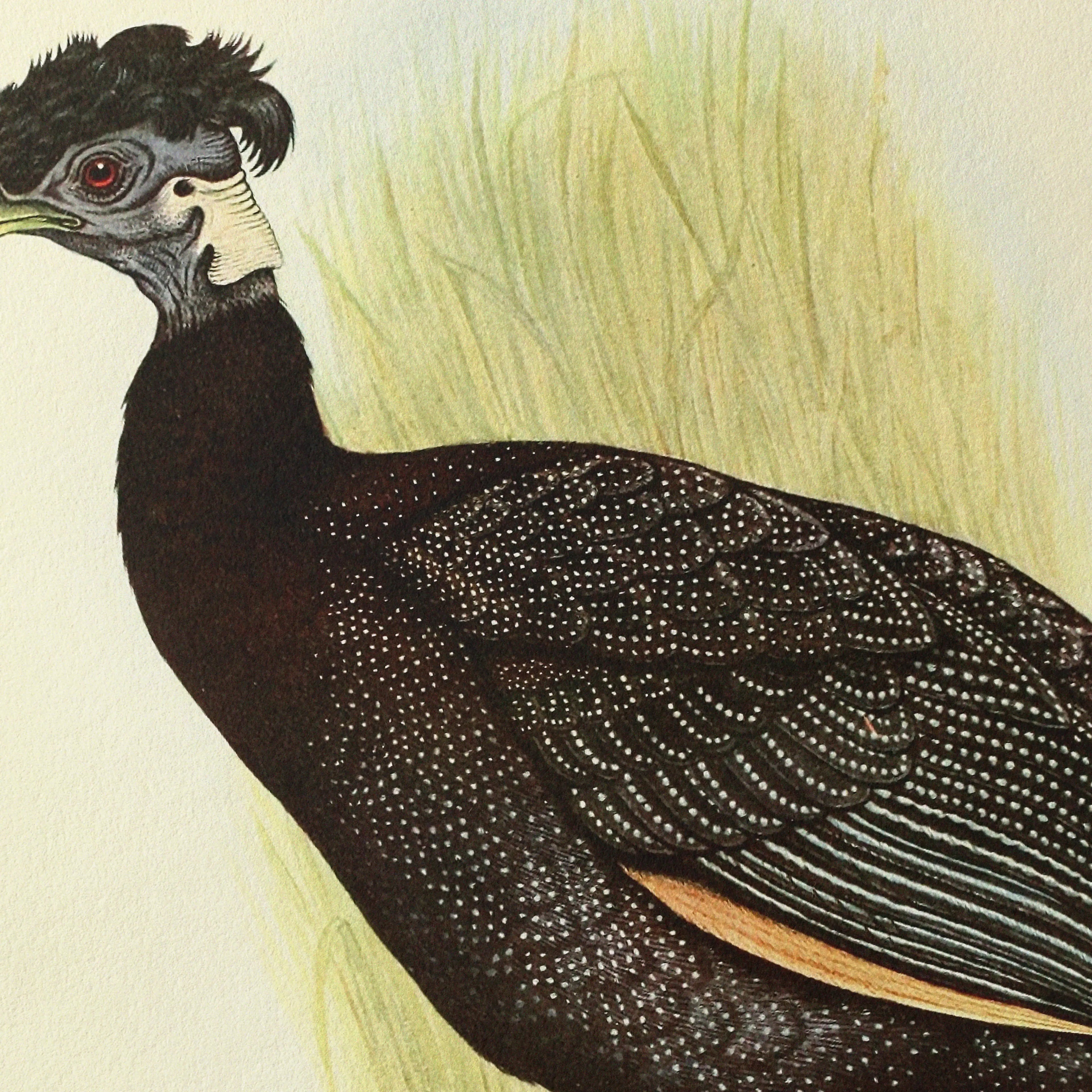 Natural History: Plate No. 44