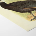 Natural History: Plate No. 44