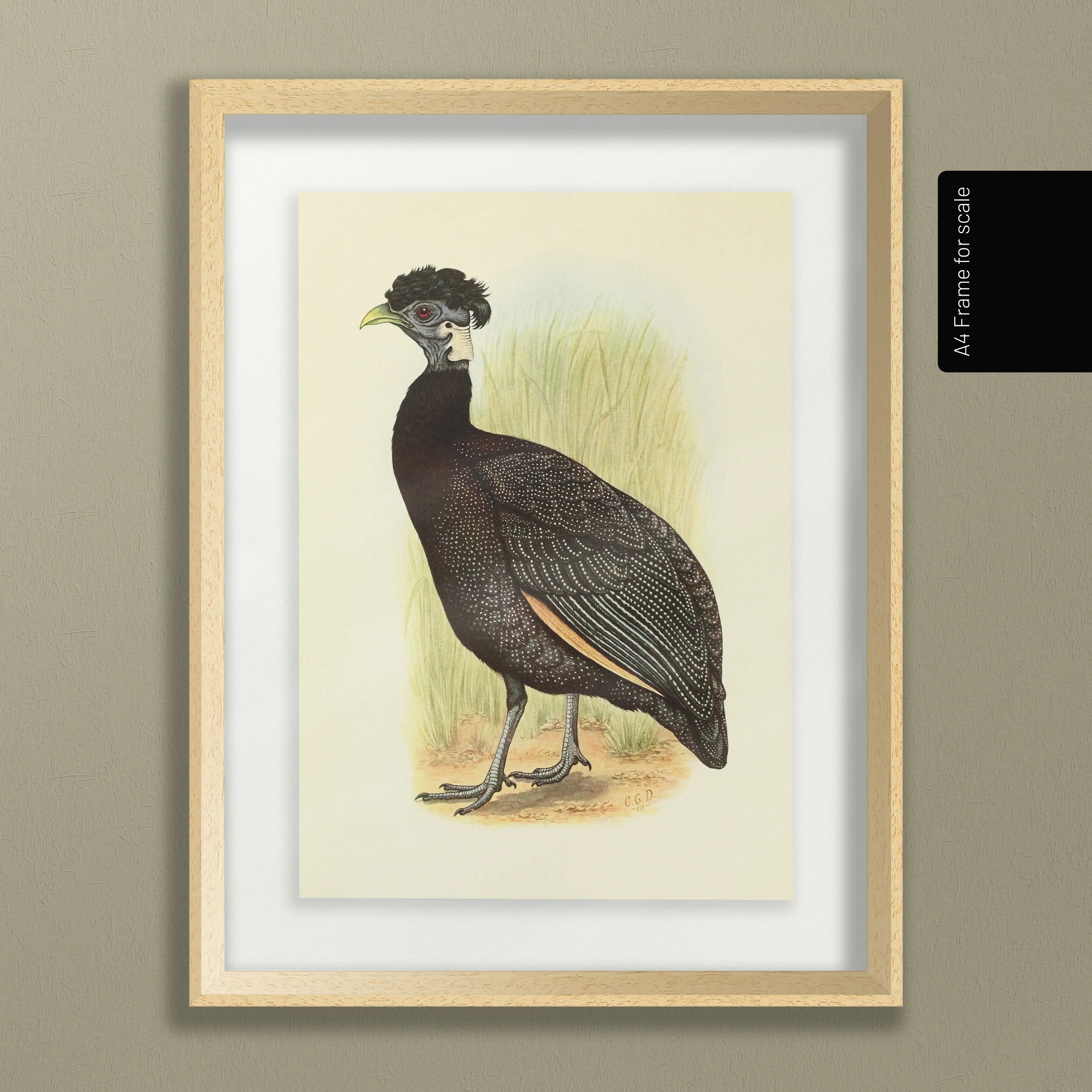 Natural History: Plate No. 44
