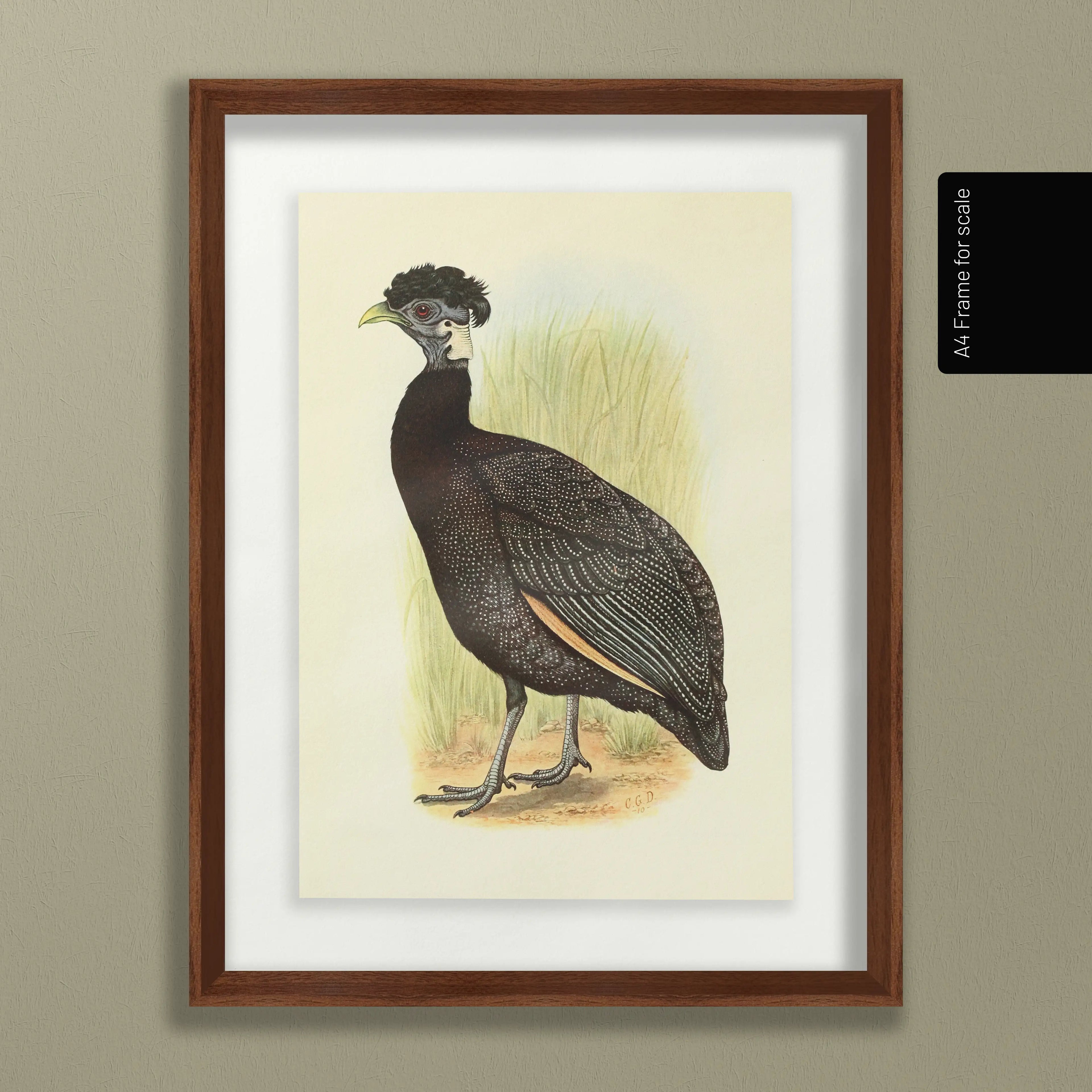 Natural History: Plate No. 44