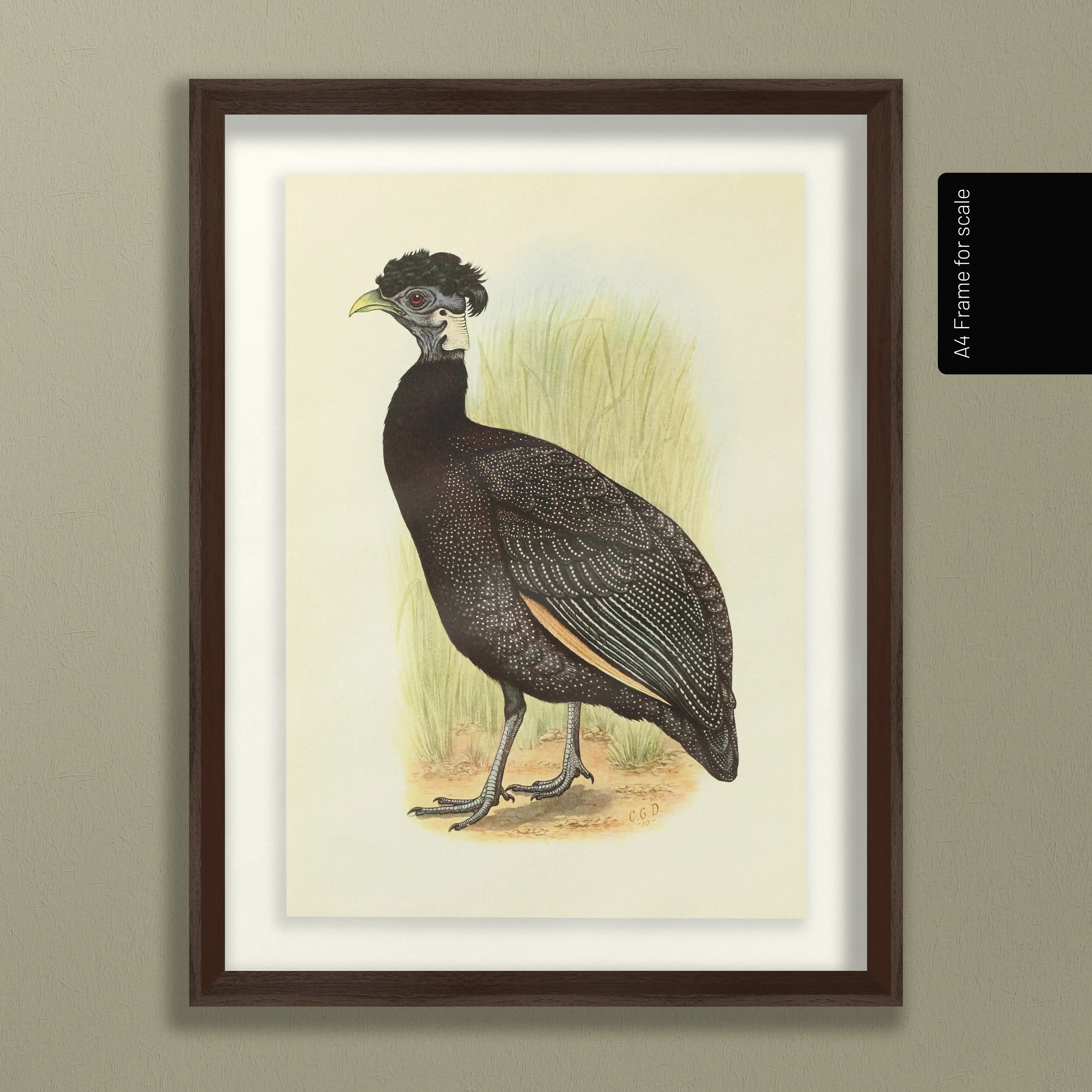 Natural History: Plate No. 44