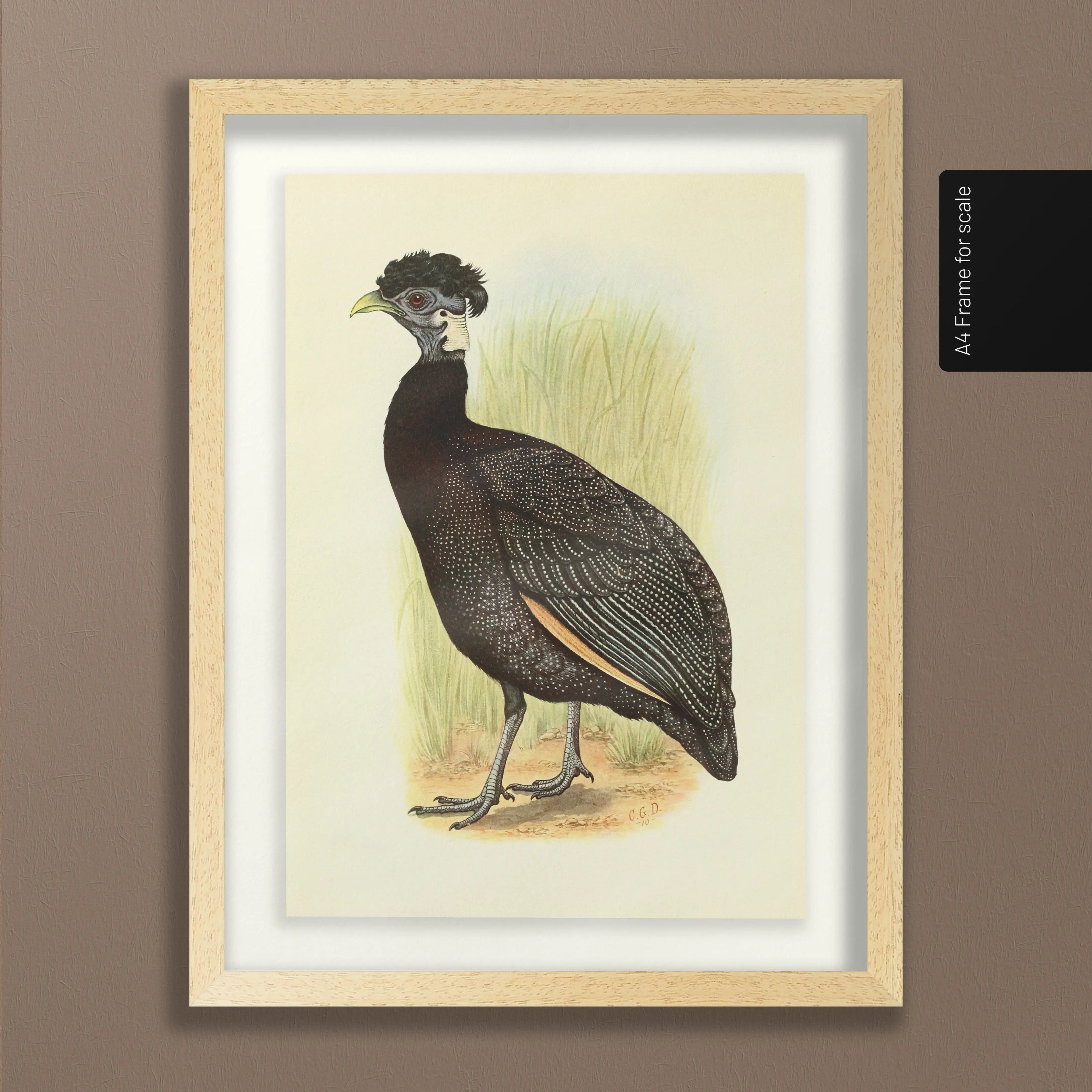 Natural History: Plate No. 44
