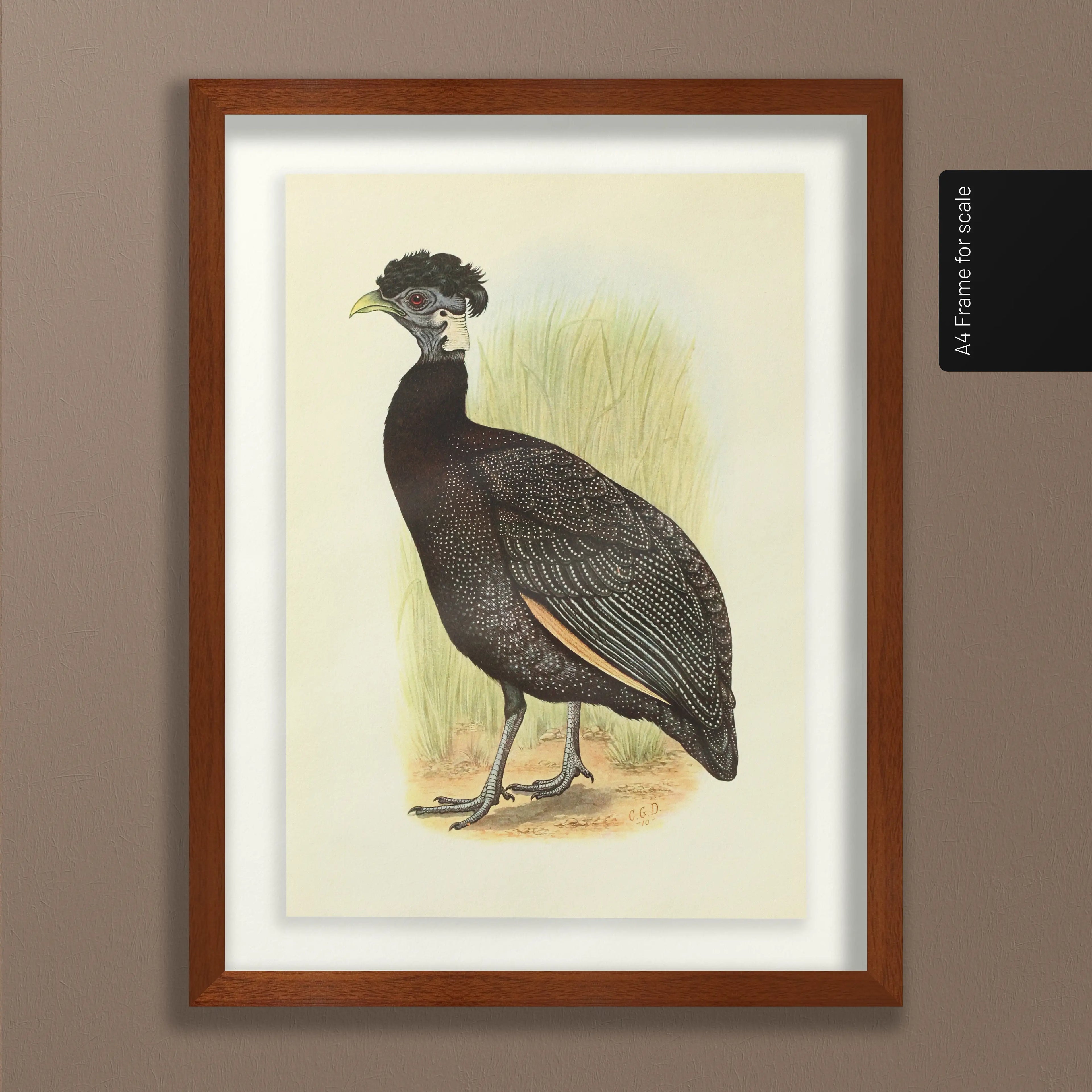 Natural History: Plate No. 44