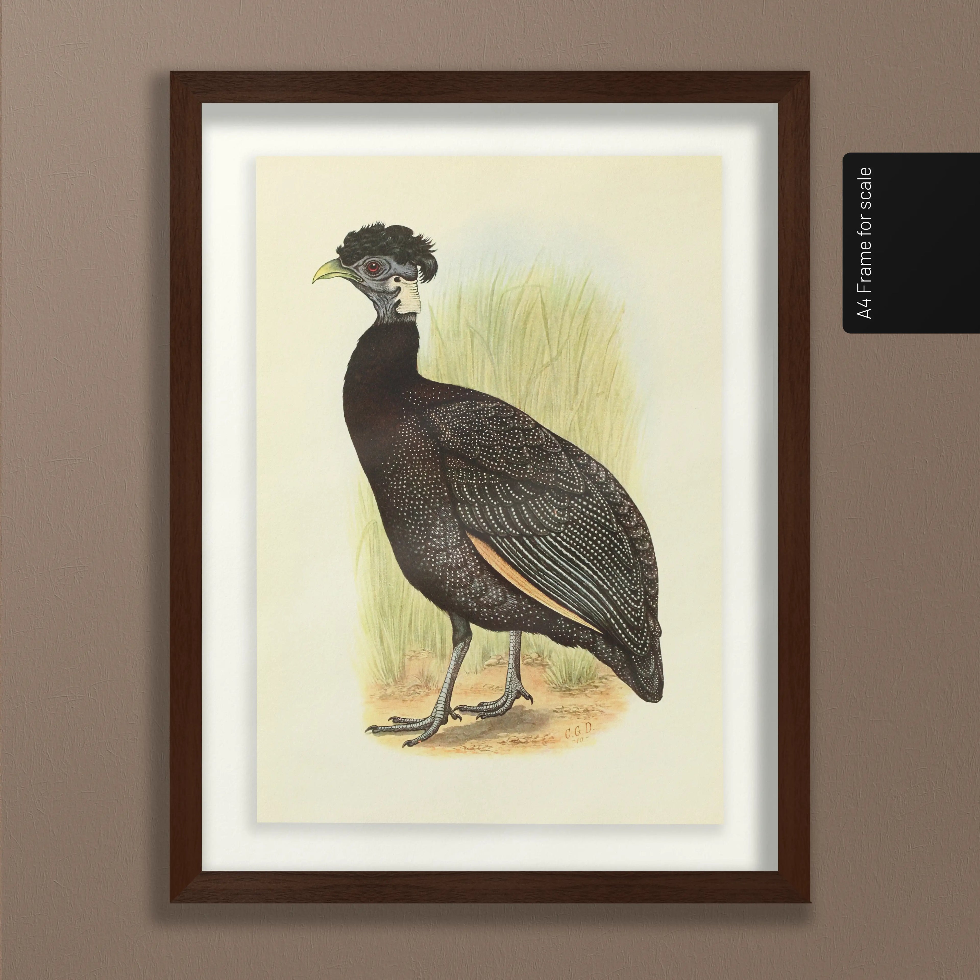 Natural History: Plate No. 44