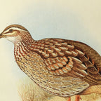 Natural History: Plate No. 45