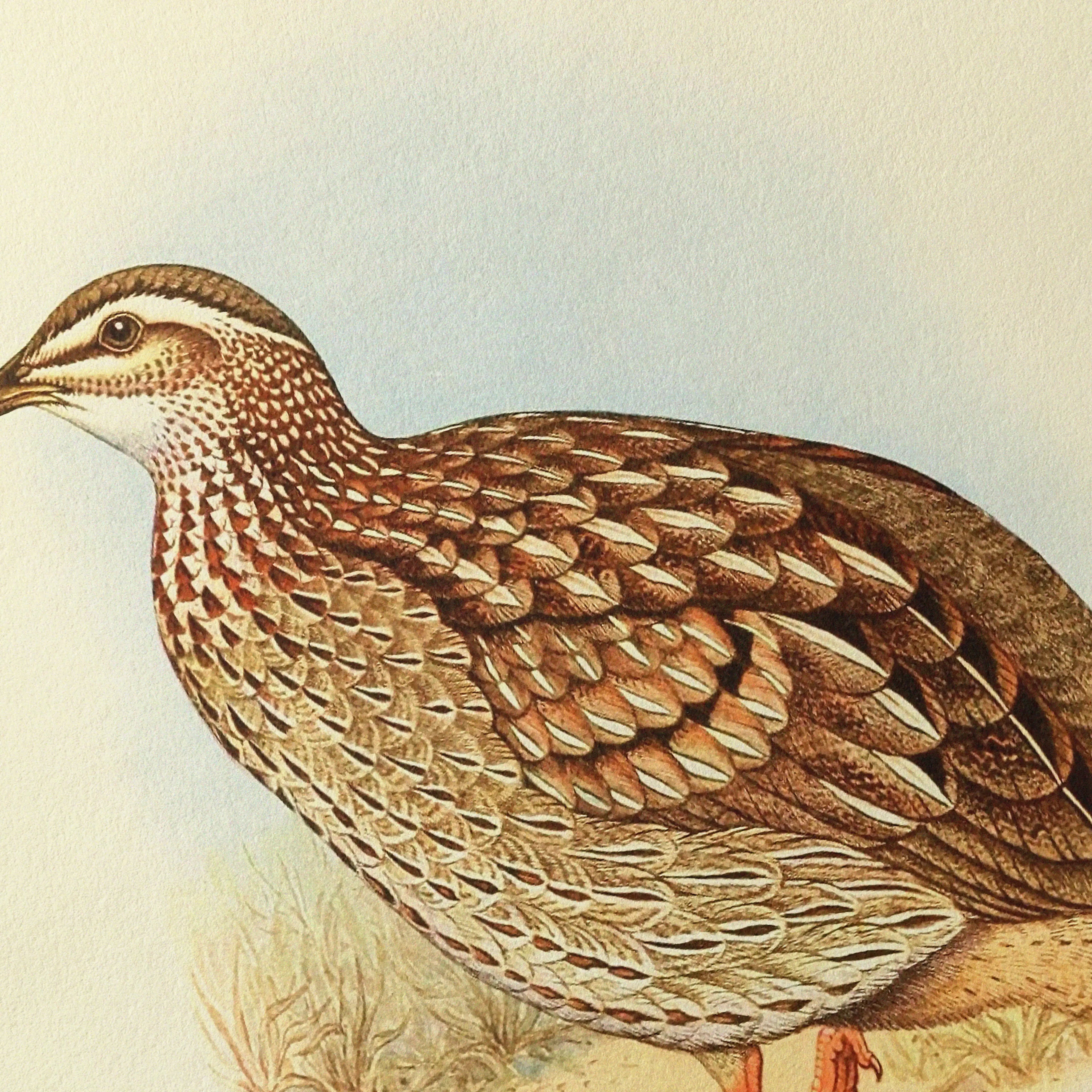 Natural History: Plate No. 45