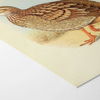 Natural History: Plate No. 45
