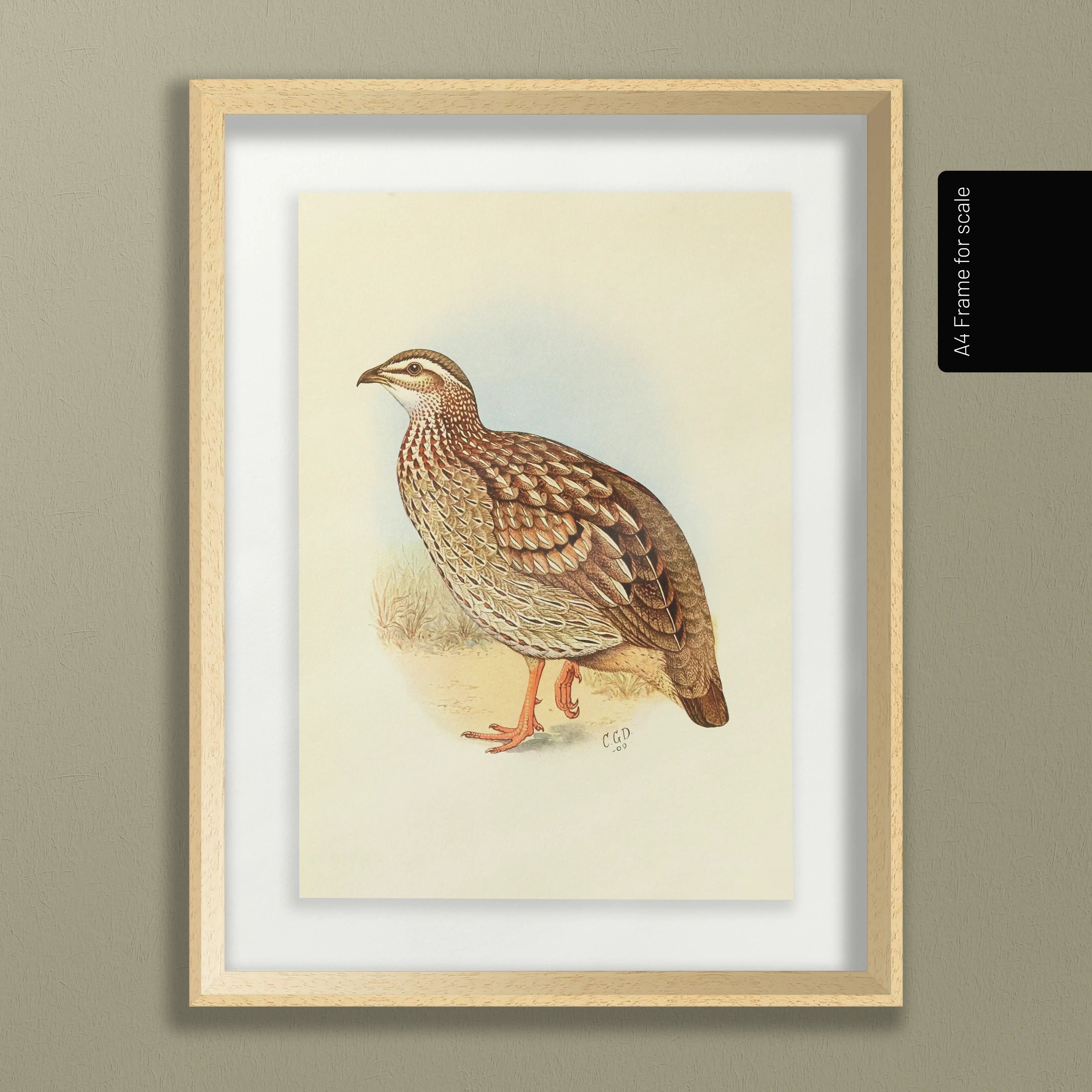 Natural History: Plate No. 45