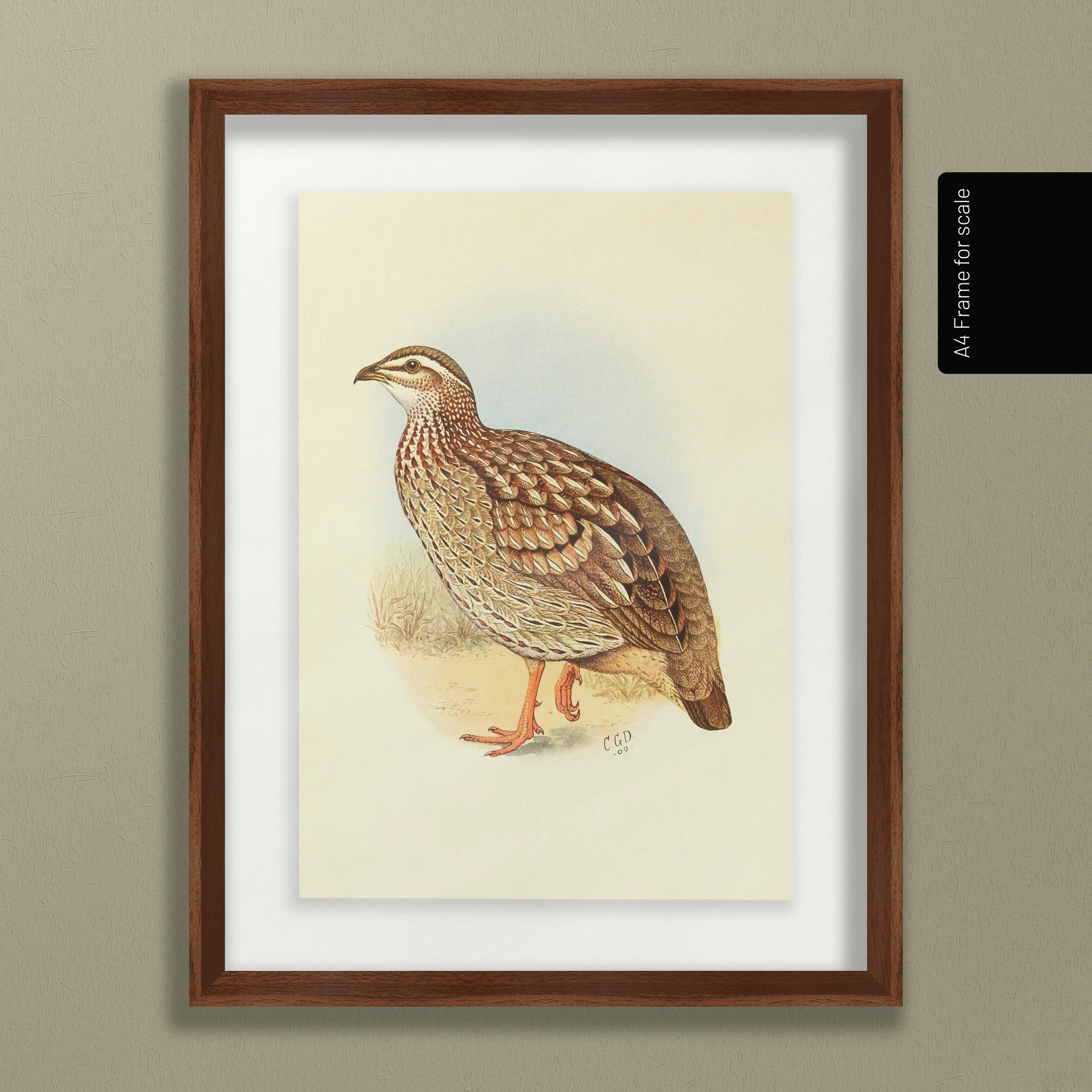 Natural History: Plate No. 45