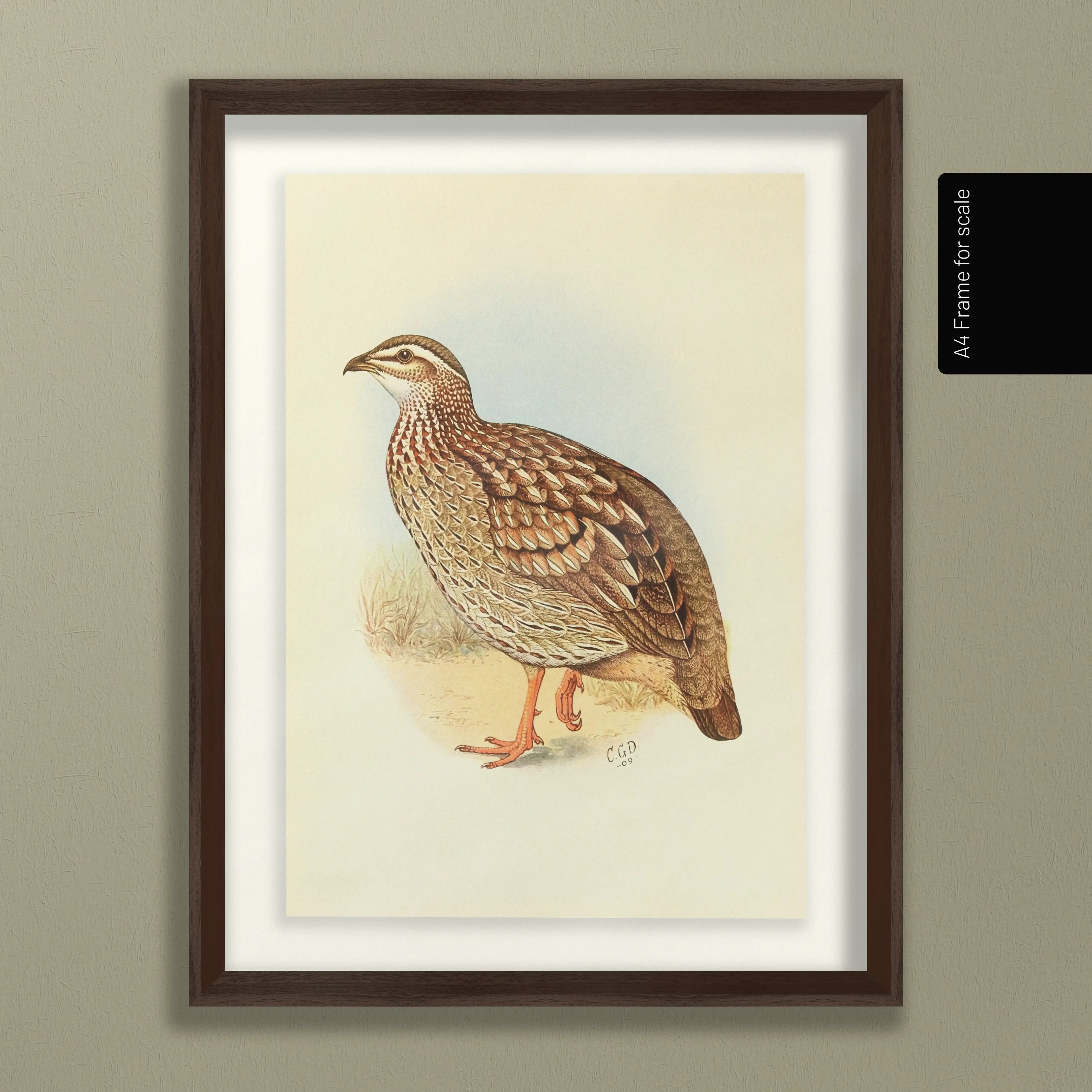 Natural History: Plate No. 45