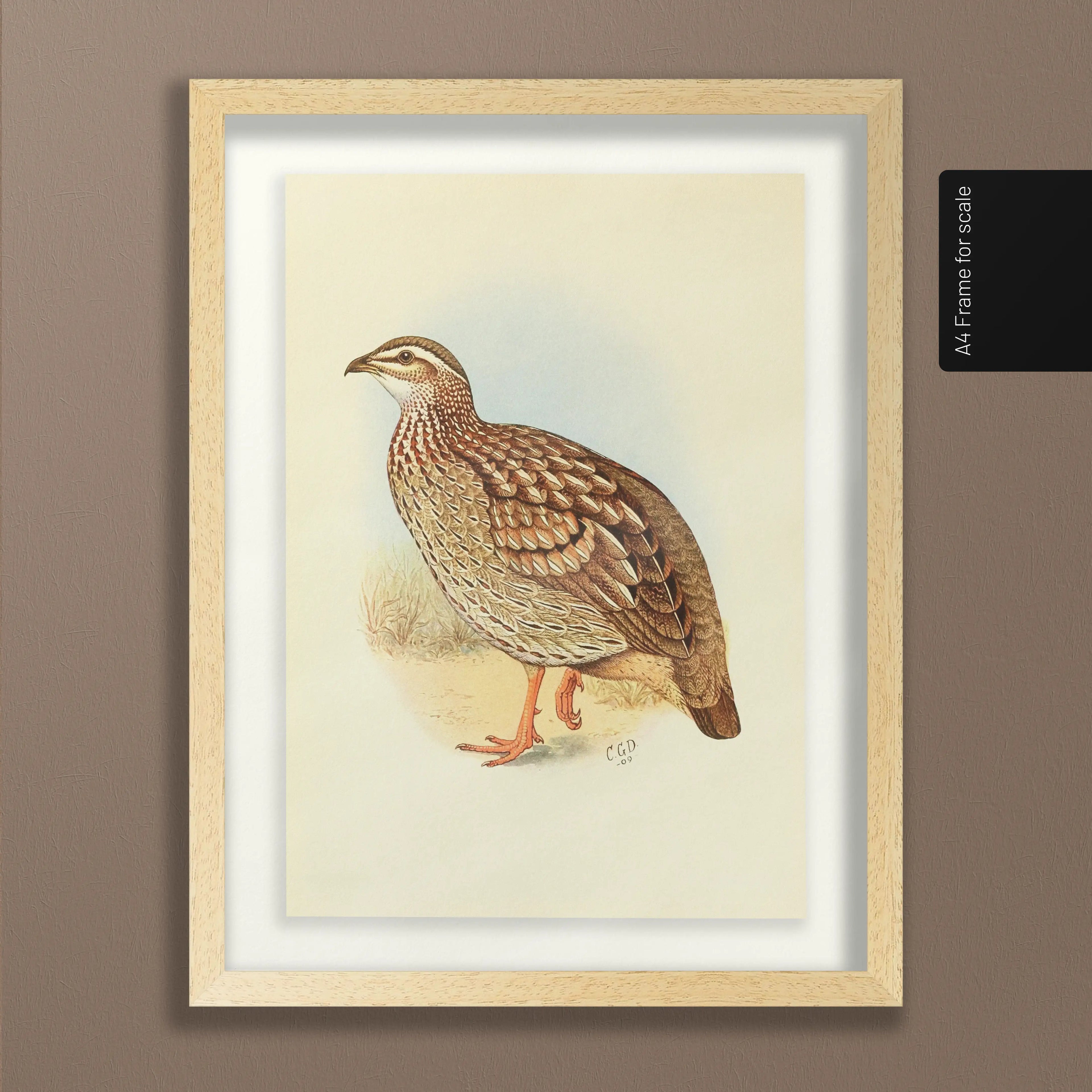 Natural History: Plate No. 45