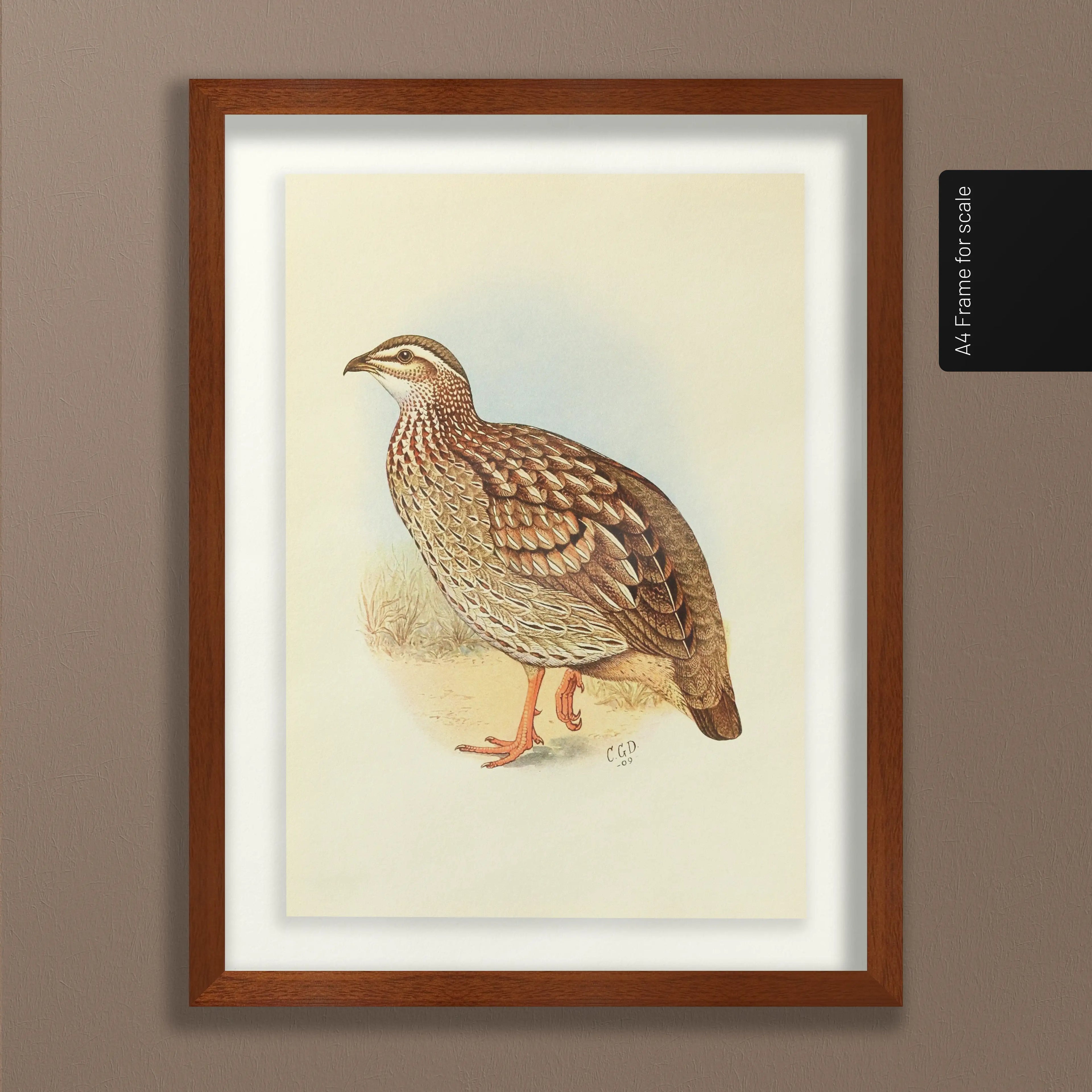 Natural History: Plate No. 45