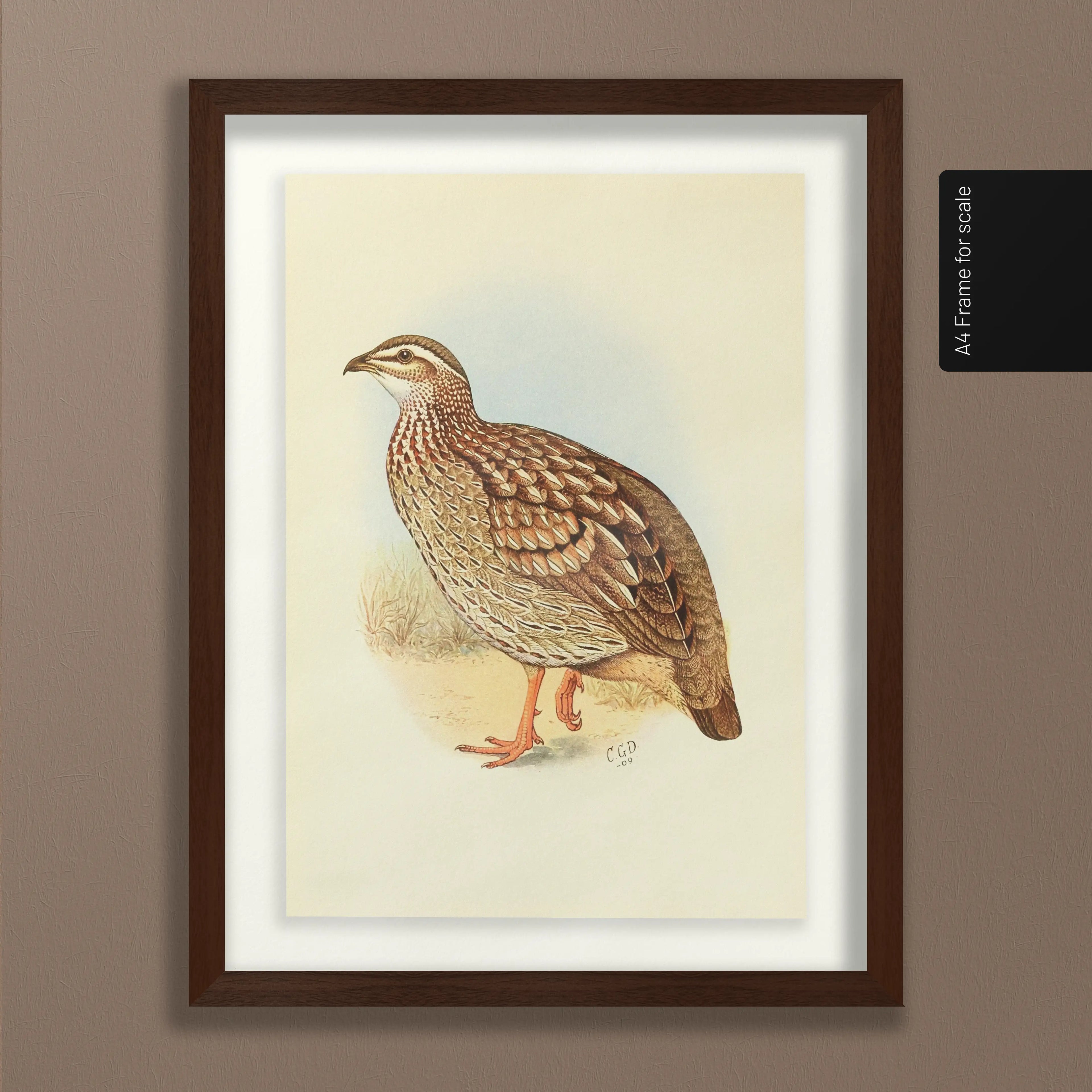 Natural History: Plate No. 45