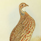 Natural History: Plate No. 46
