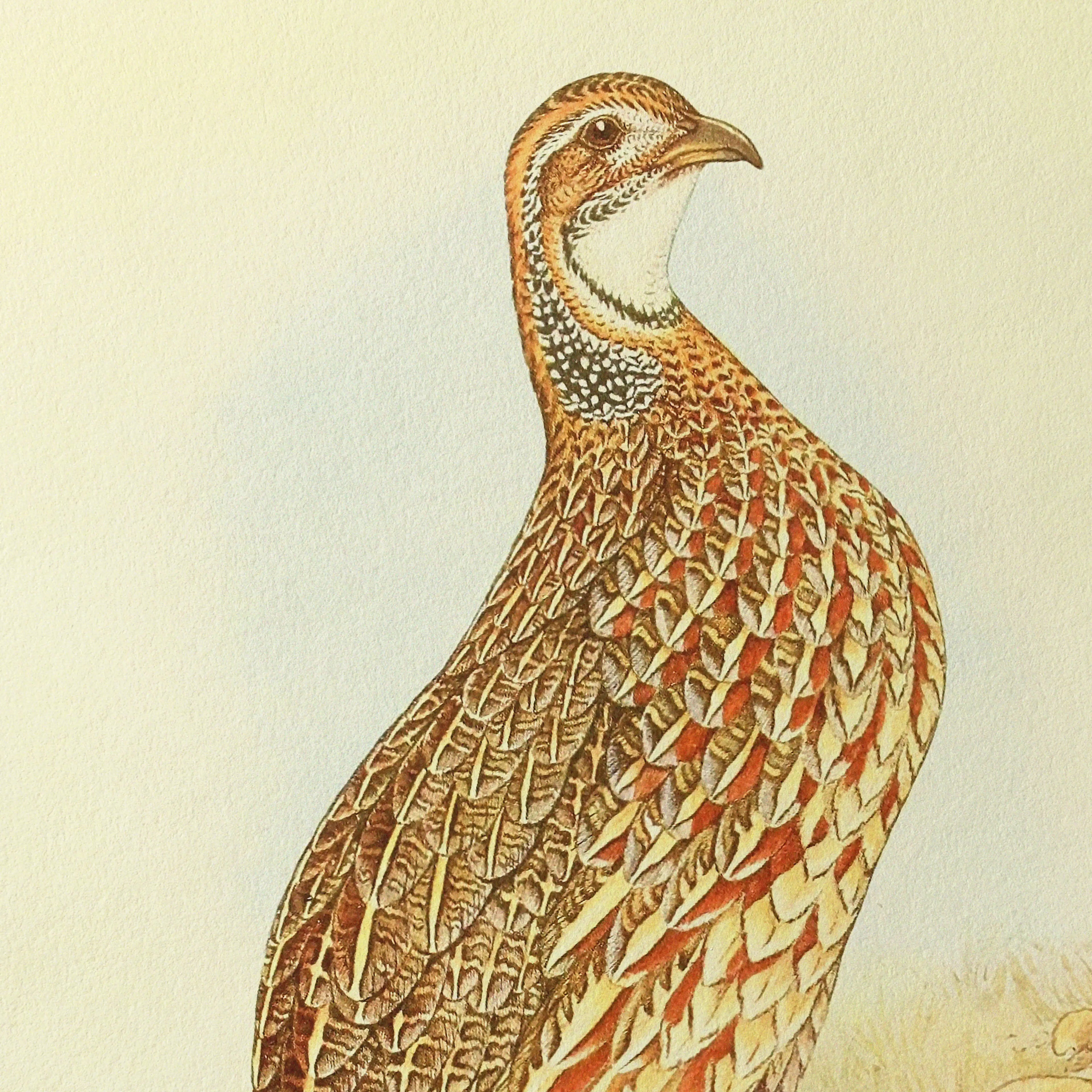 Natural History: Plate No. 46