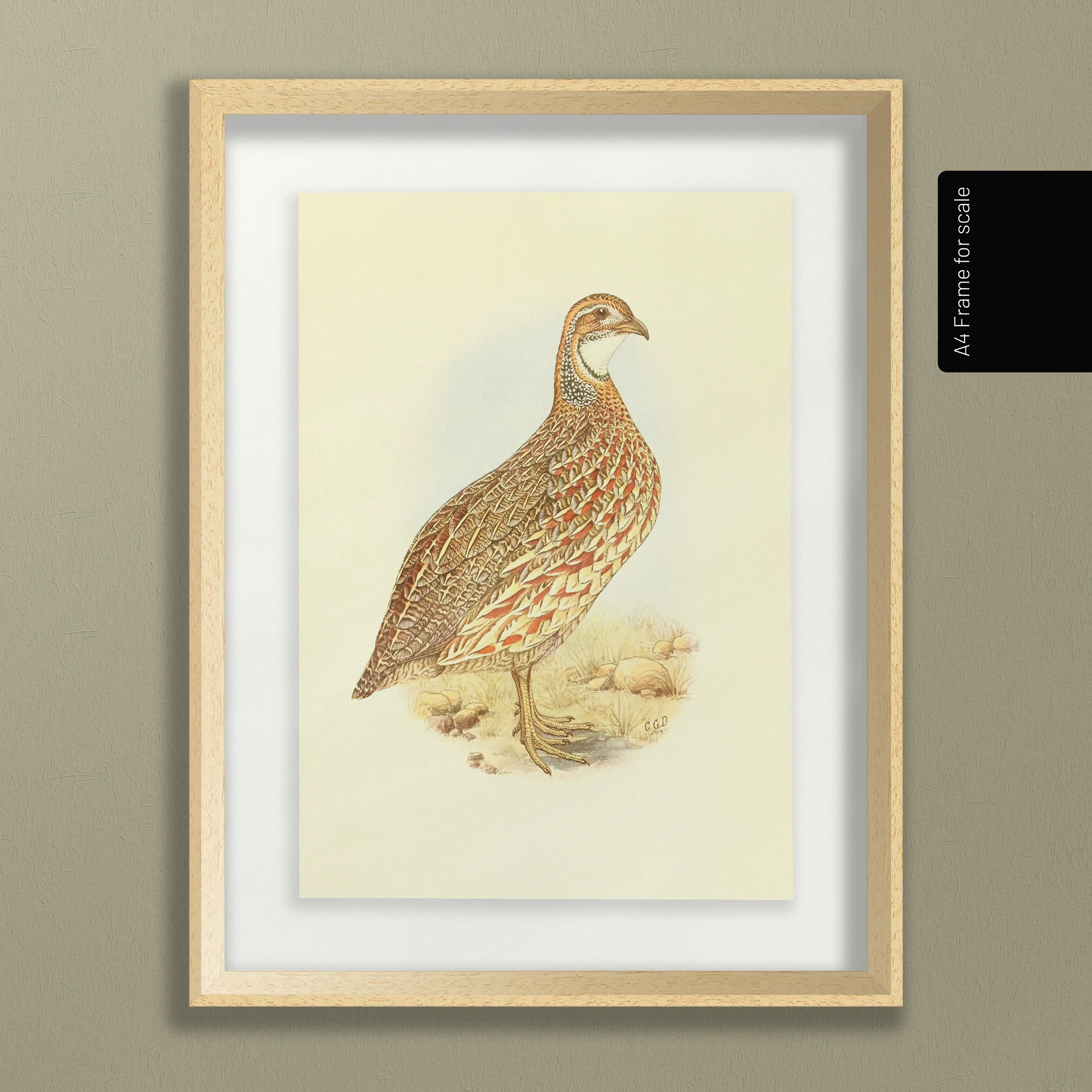 Natural History: Plate No. 46