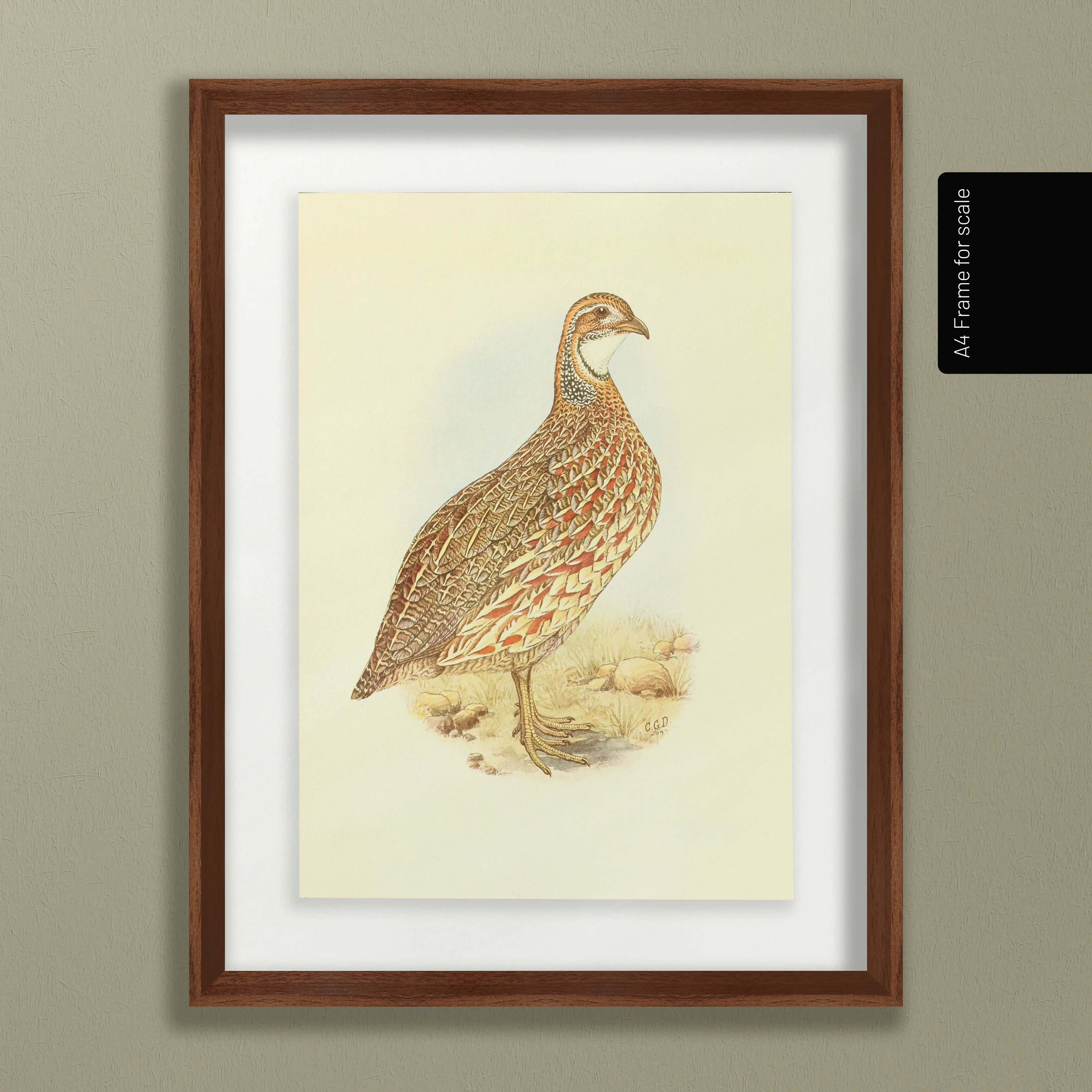Natural History: Plate No. 46