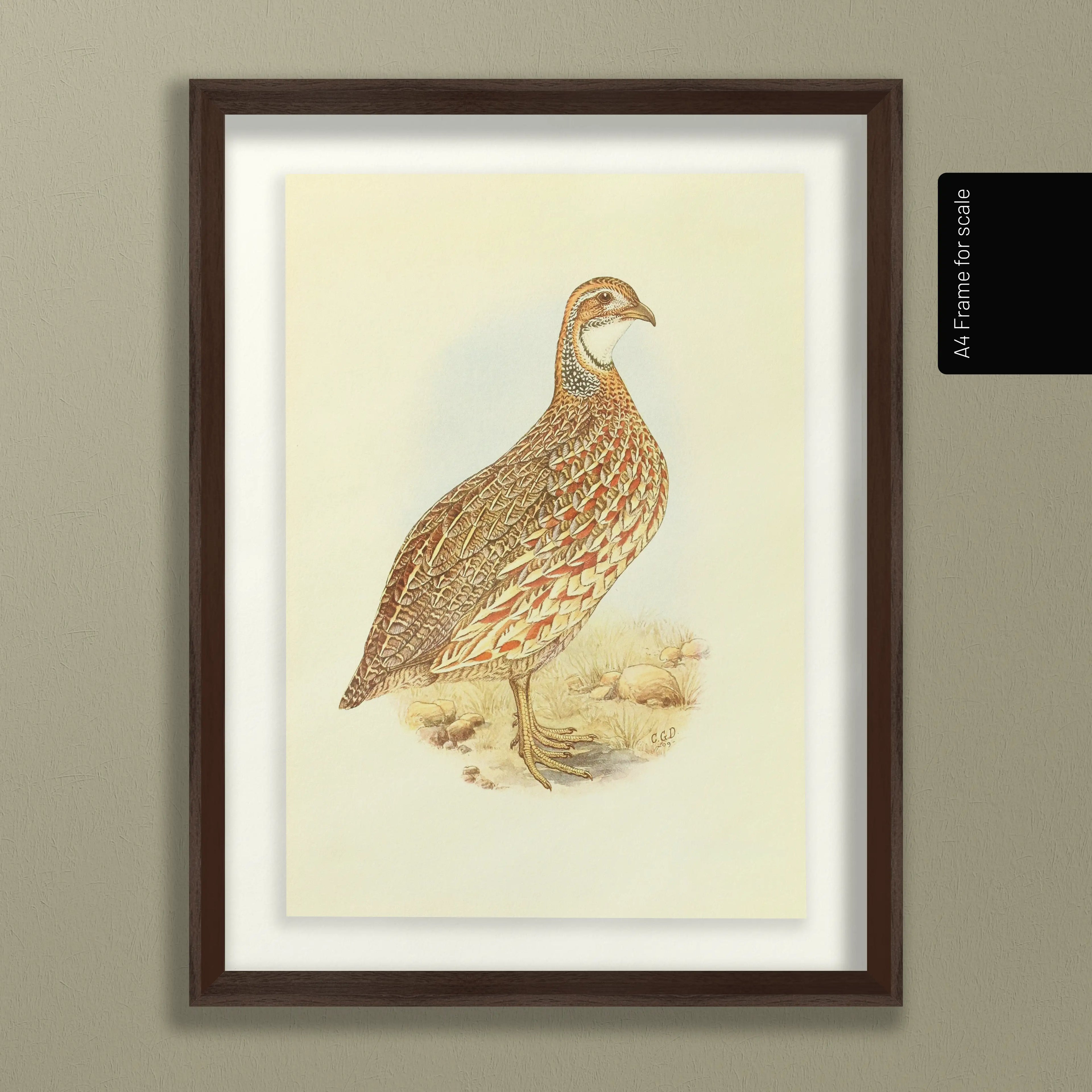 Natural History: Plate No. 46