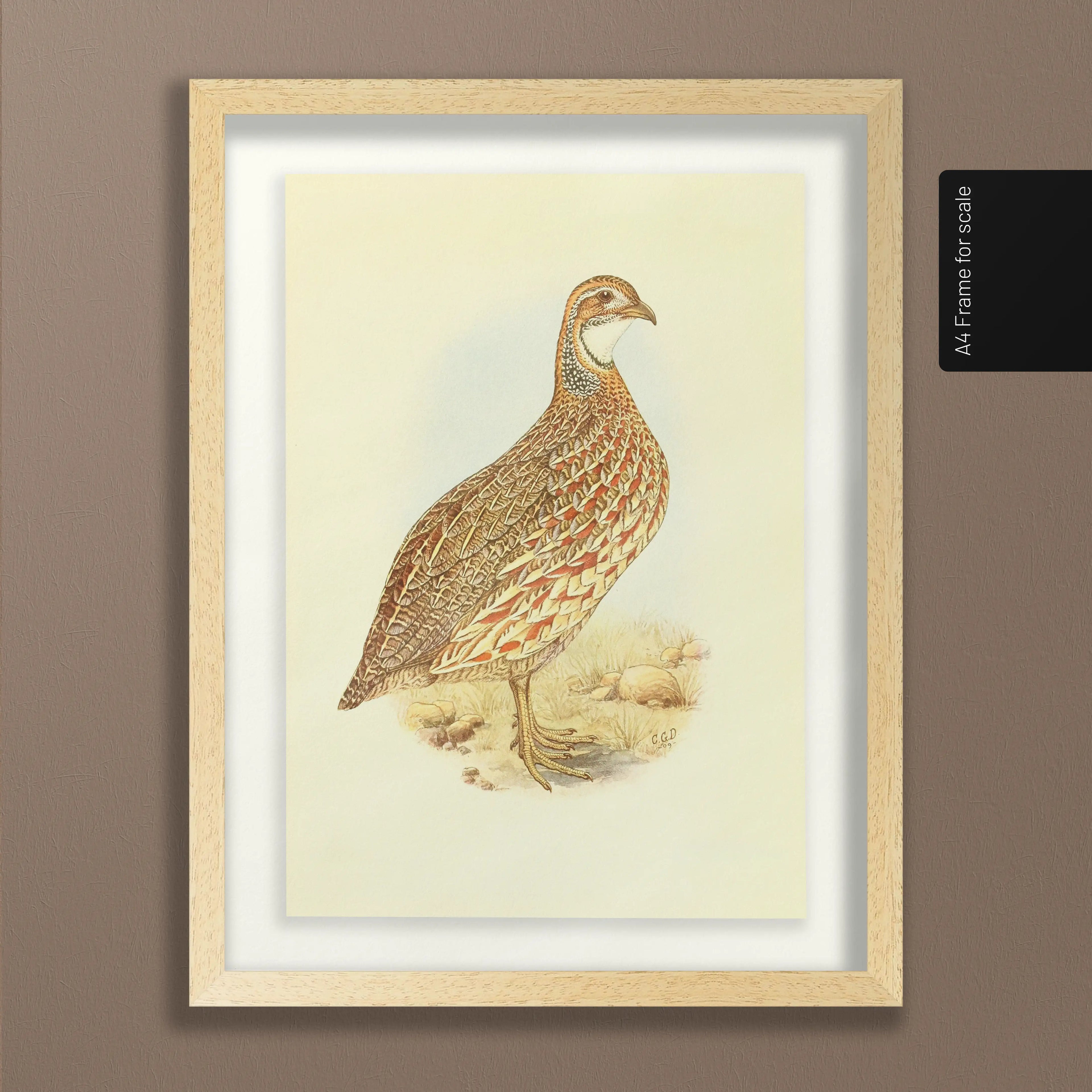 Natural History: Plate No. 46