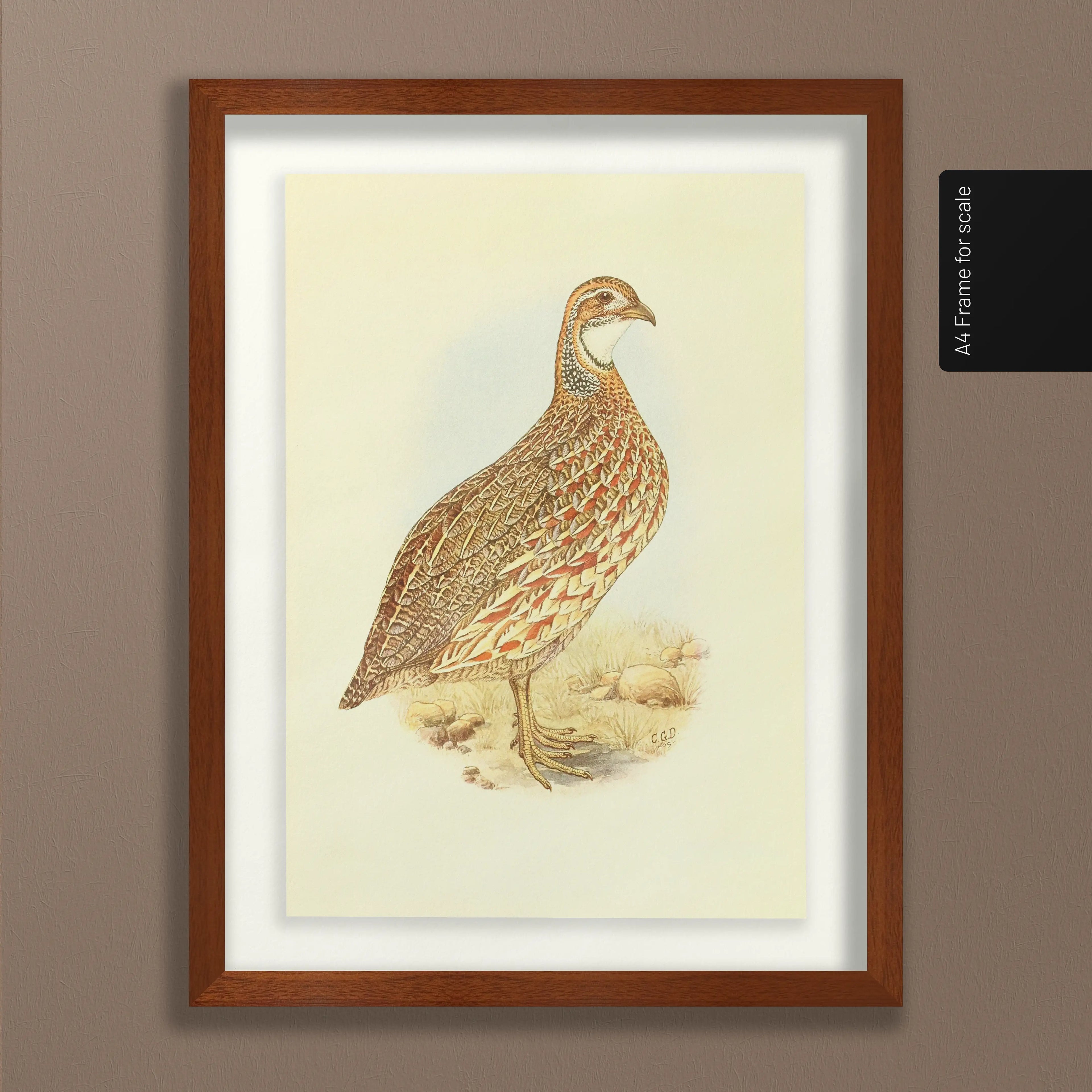 Natural History: Plate No. 46