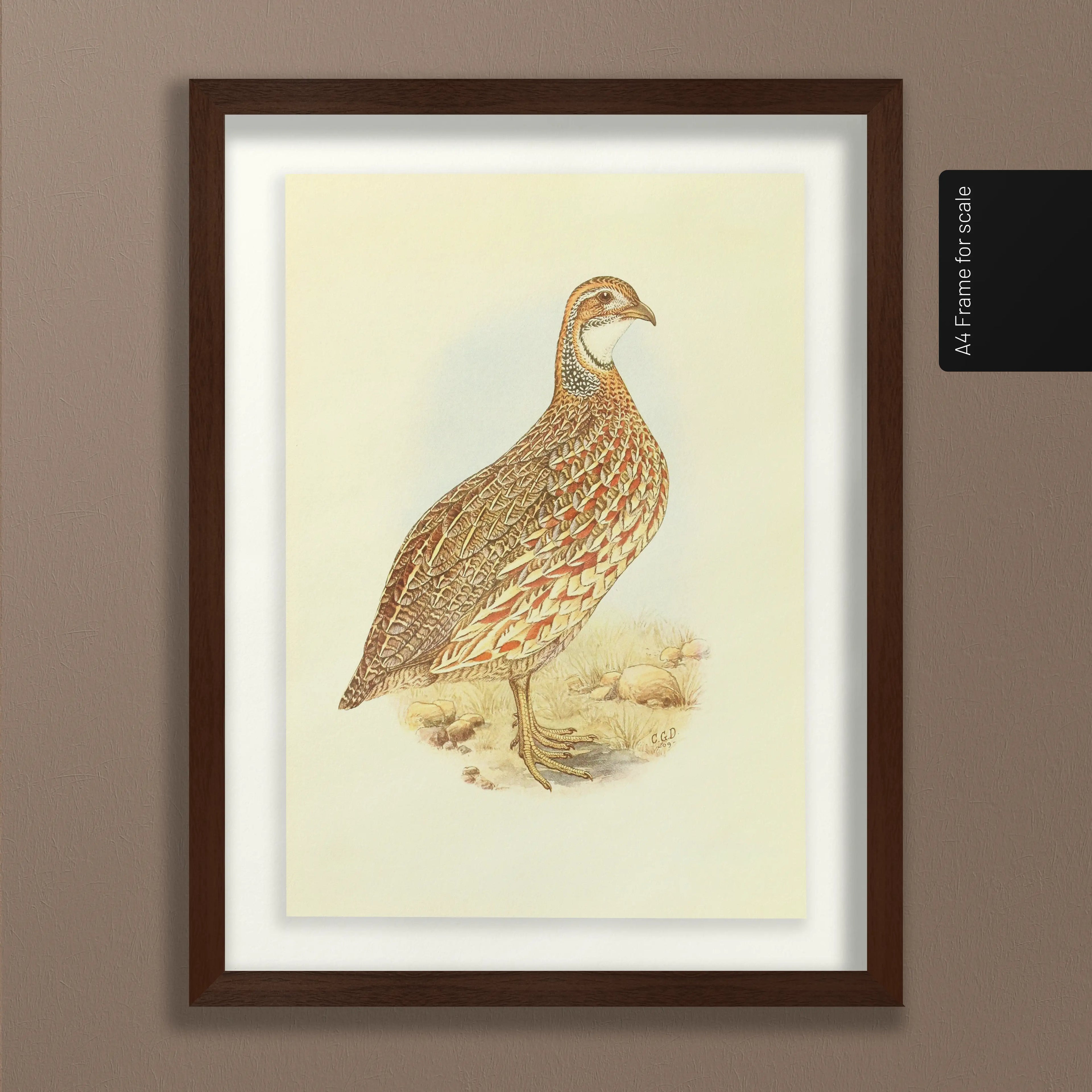 Natural History: Plate No. 46