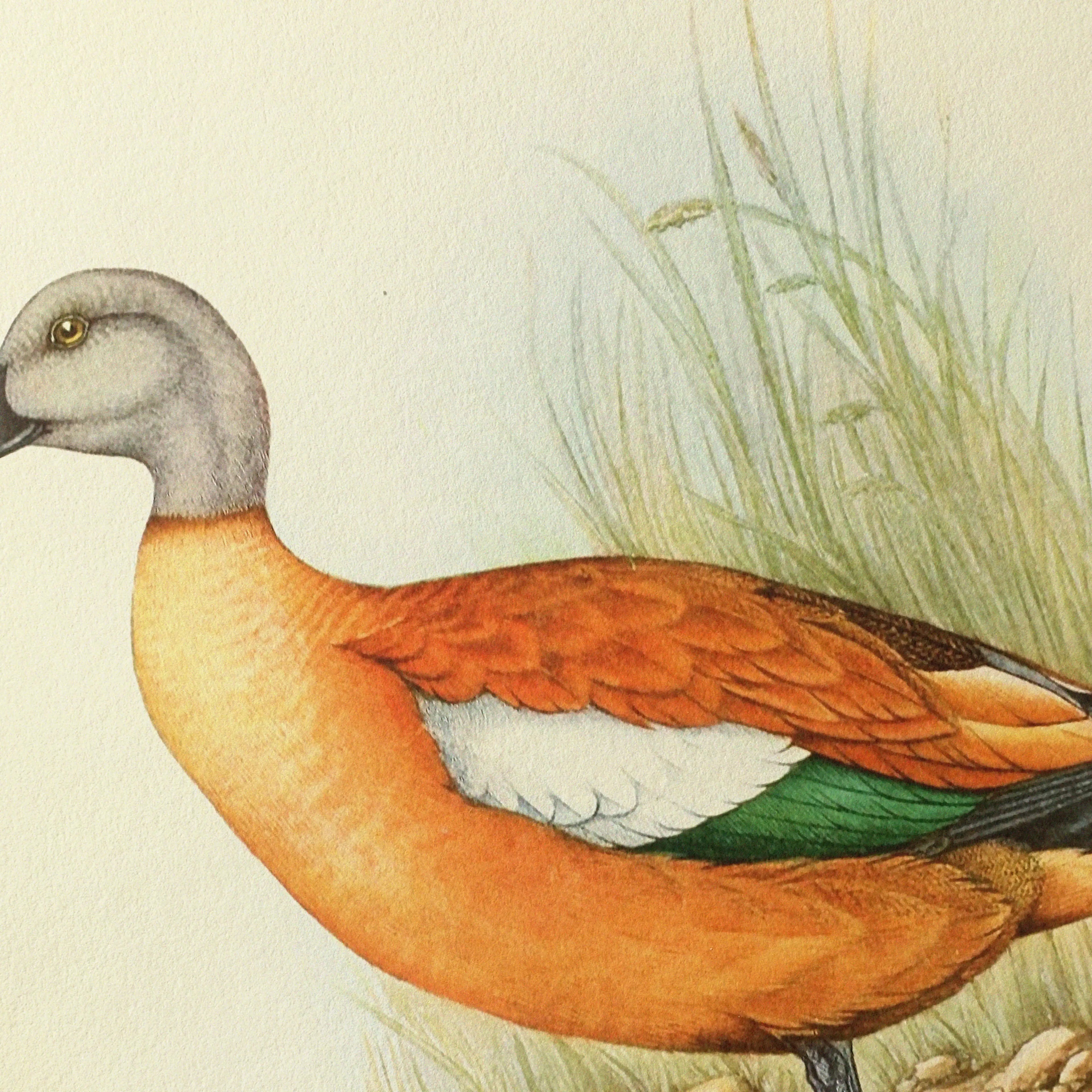 Natural History: Plate No. 47