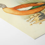 Natural History: Plate No. 47