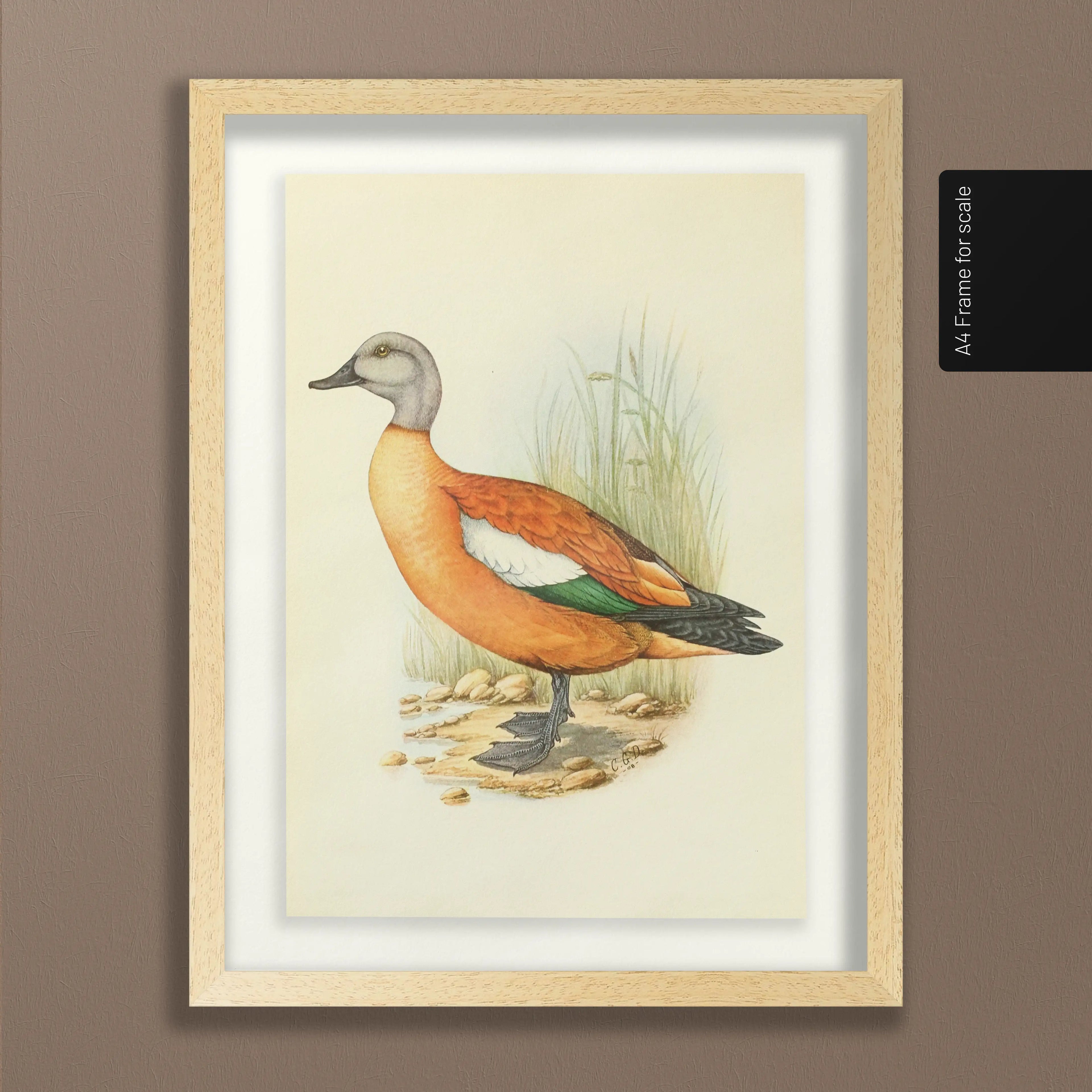 Natural History: Plate No. 47