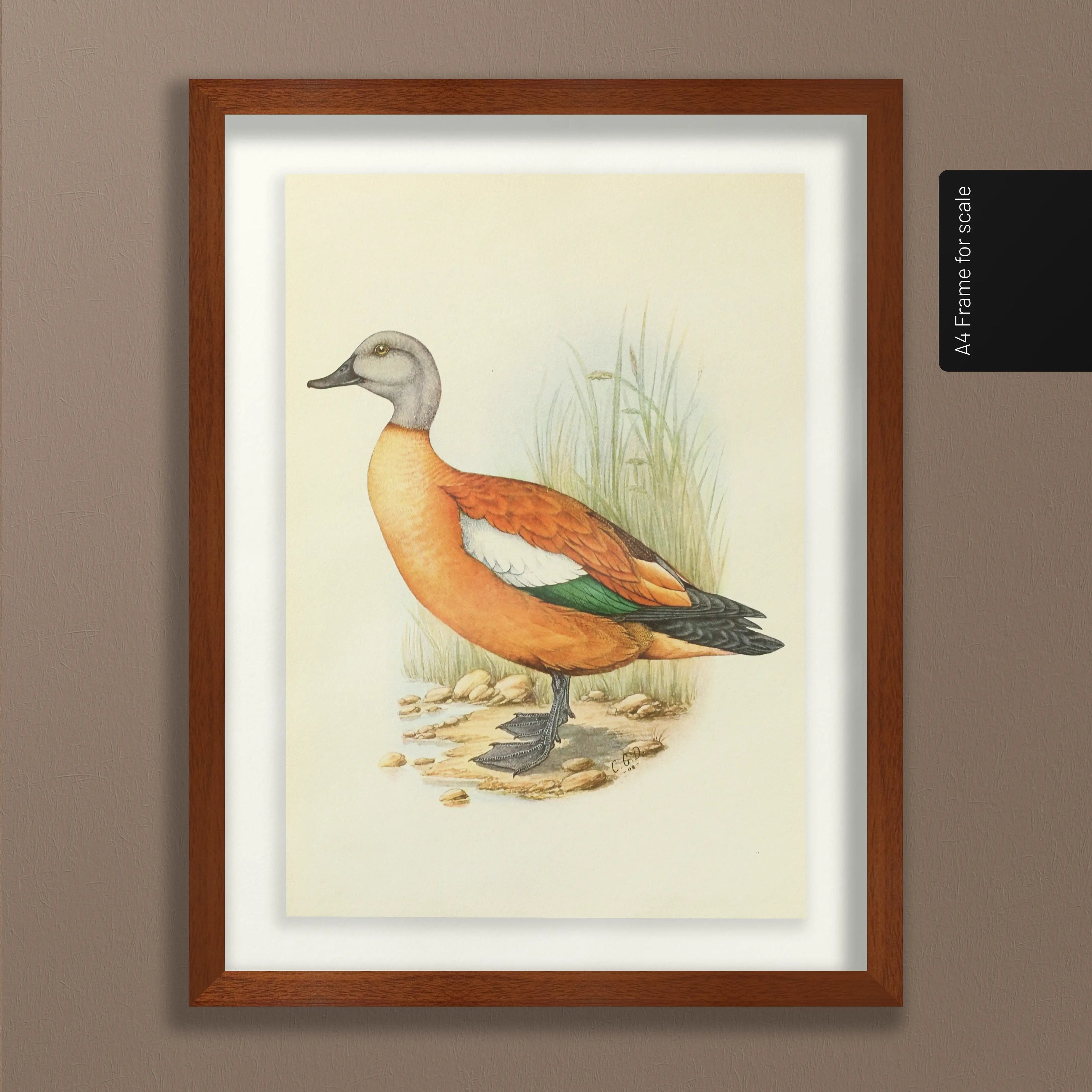 Natural History: Plate No. 47