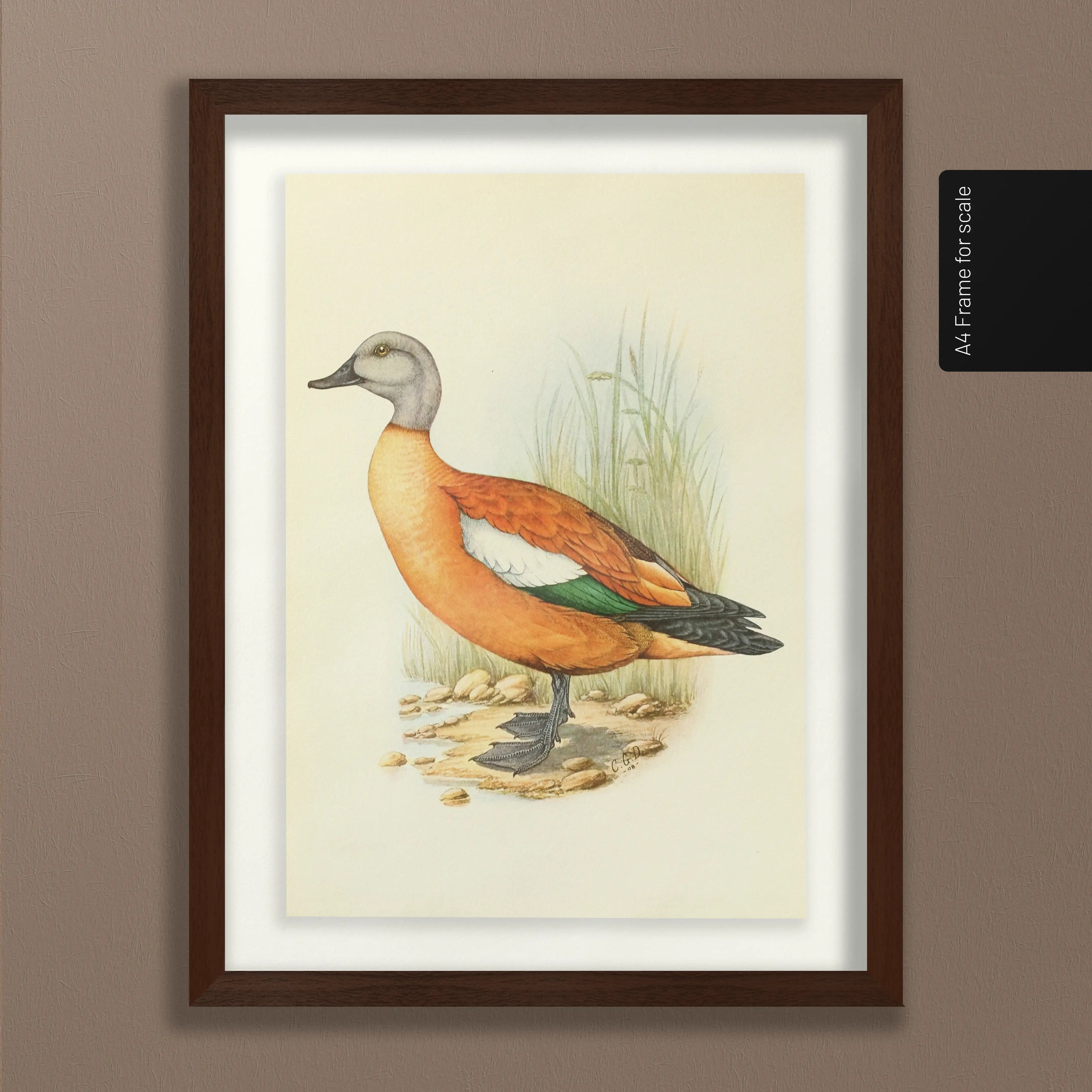 Natural History: Plate No. 47