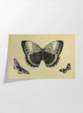 Natural History: Plate No. 48