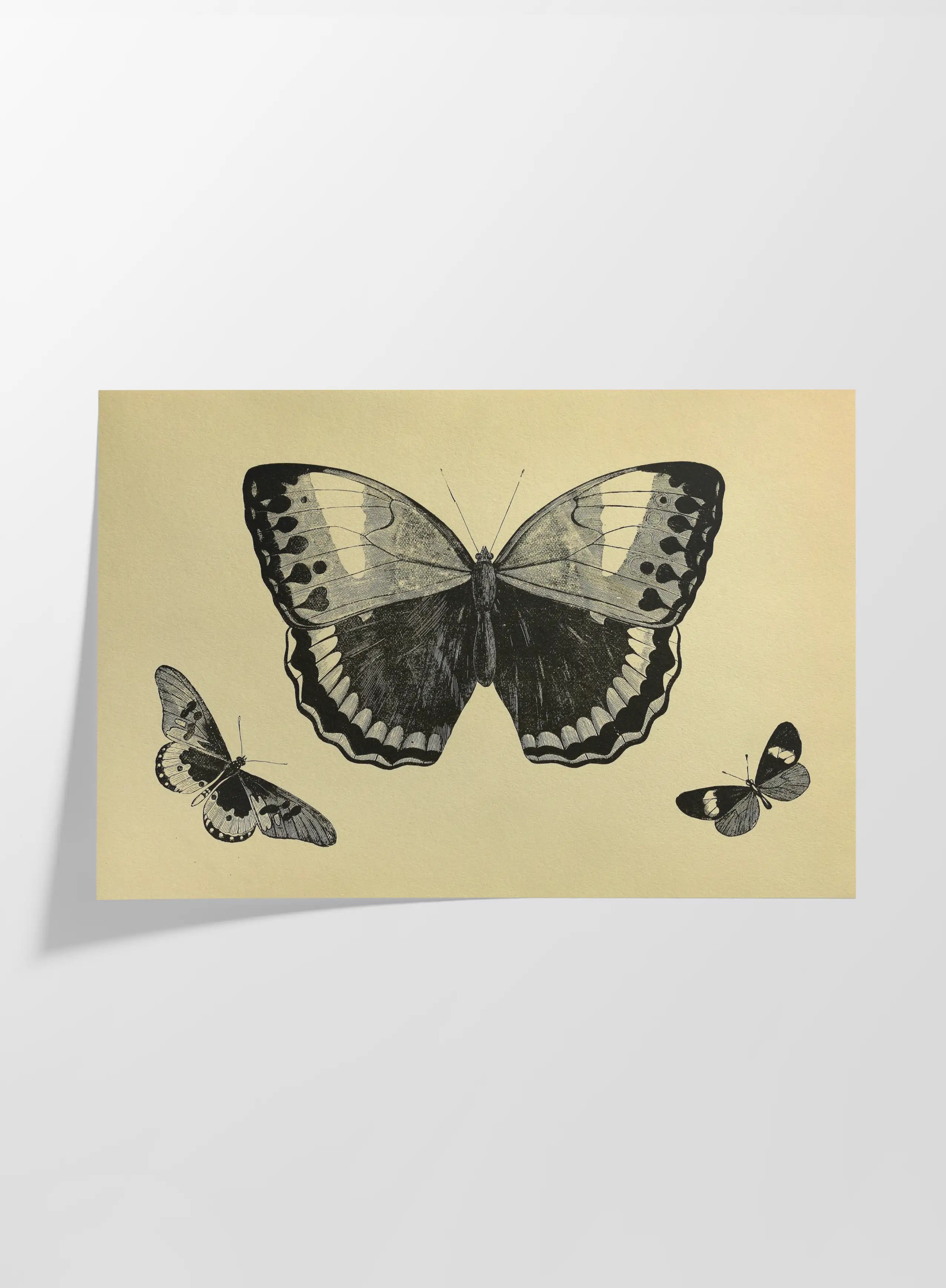 Natural History: Plate No. 48