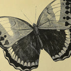 Natural History: Plate No. 48
