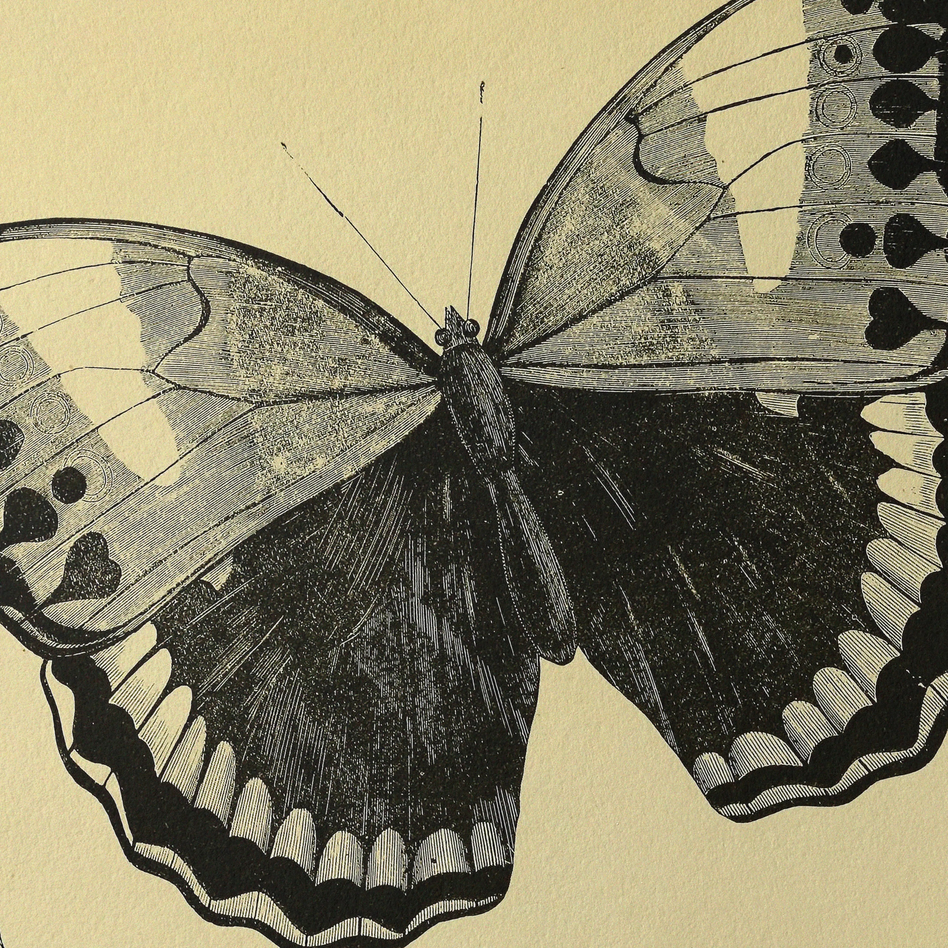 Natural History: Plate No. 48