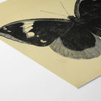 Natural History: Plate No. 48