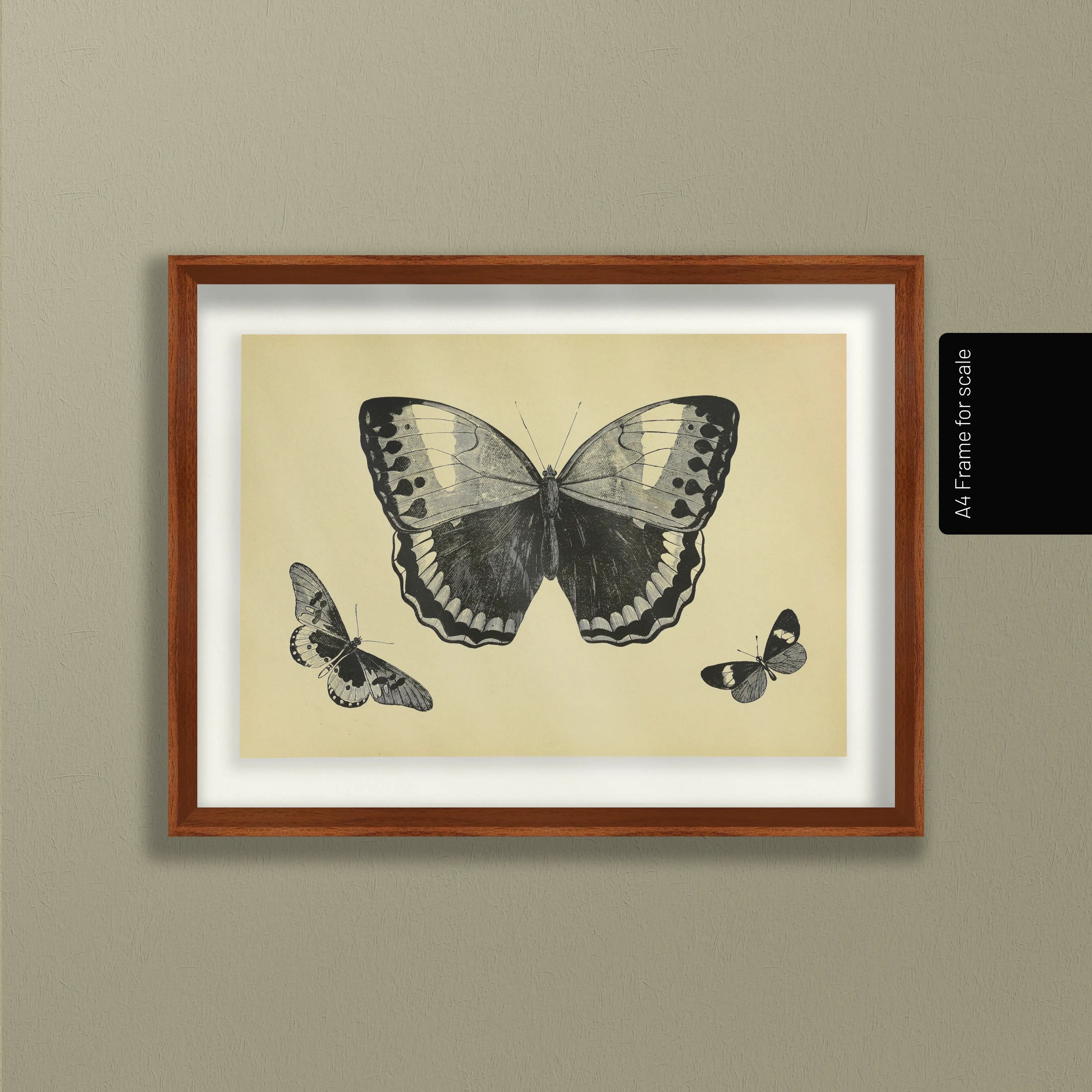 Natural History: Plate No. 48