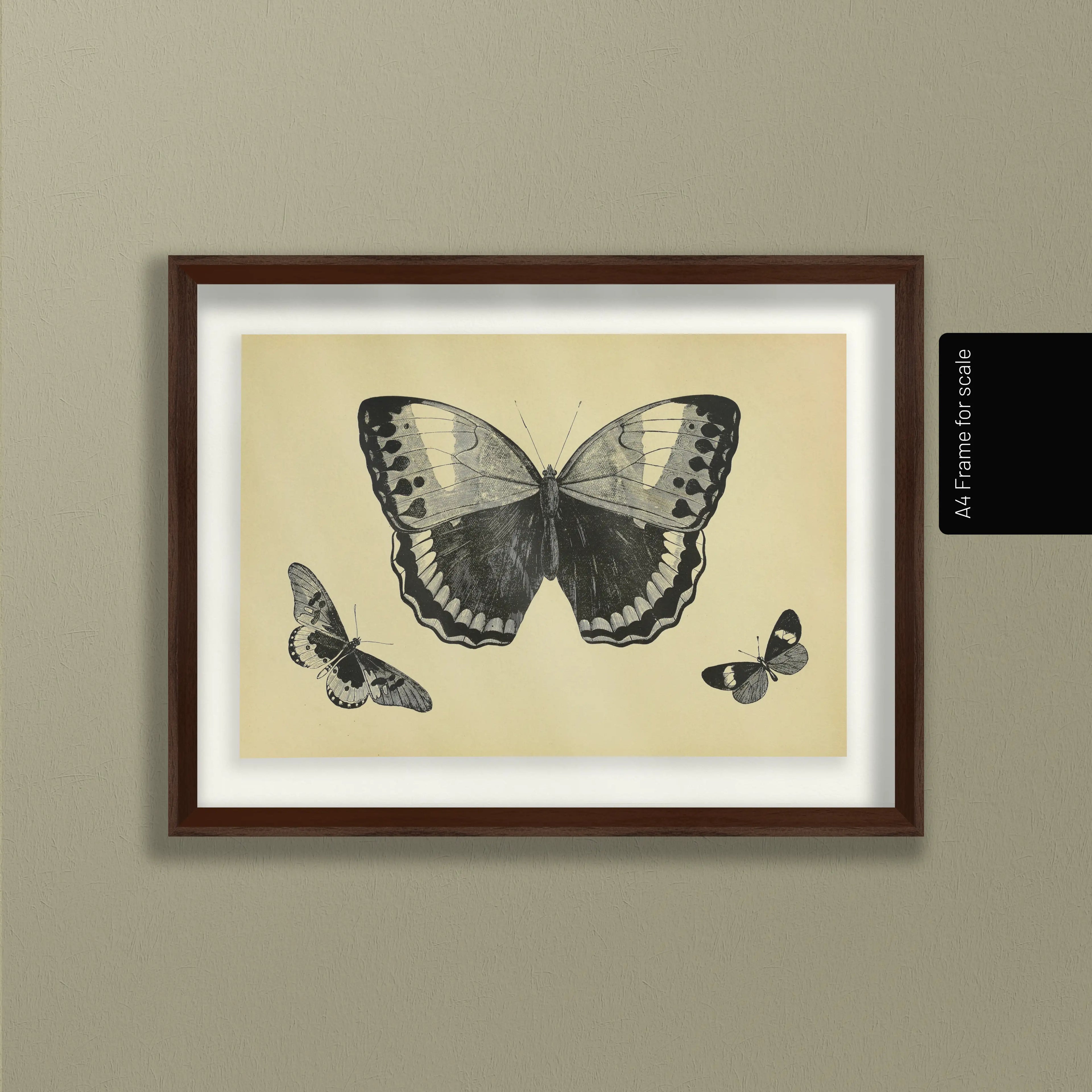 Natural History: Plate No. 48