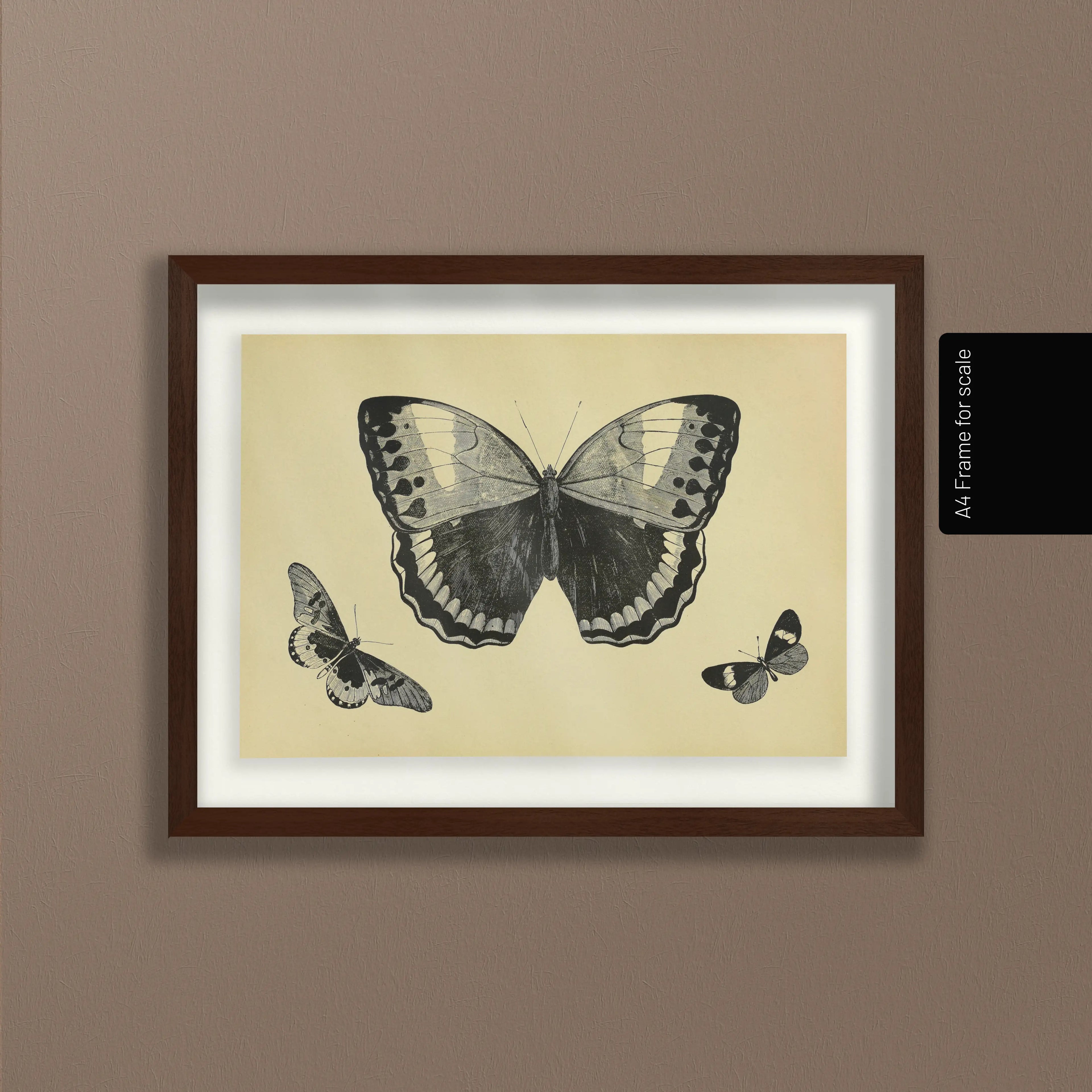 Natural History: Plate No. 48