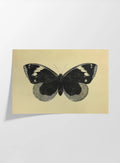 Natural History: Plate No. 49