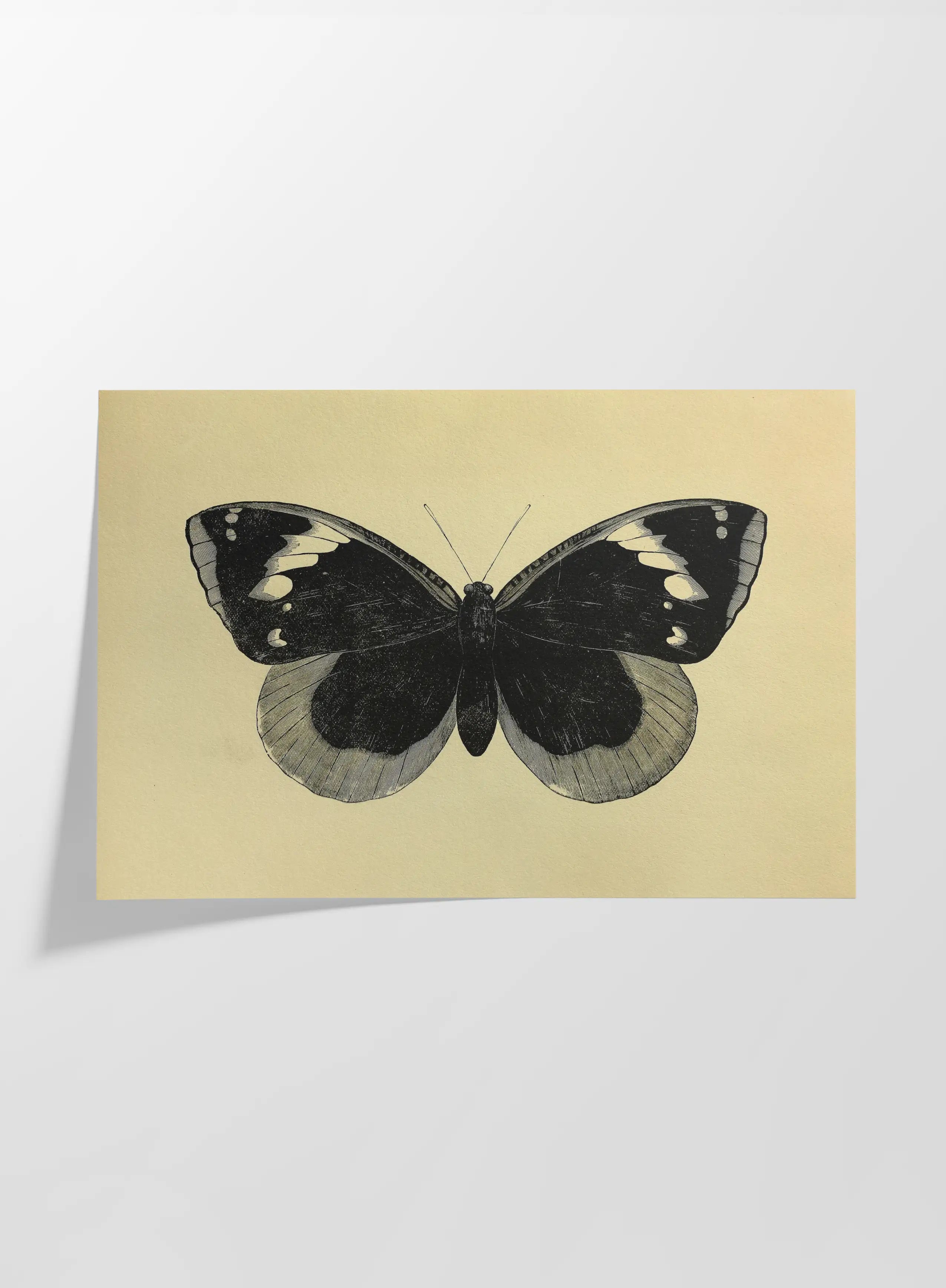 Natural History: Plate No. 49