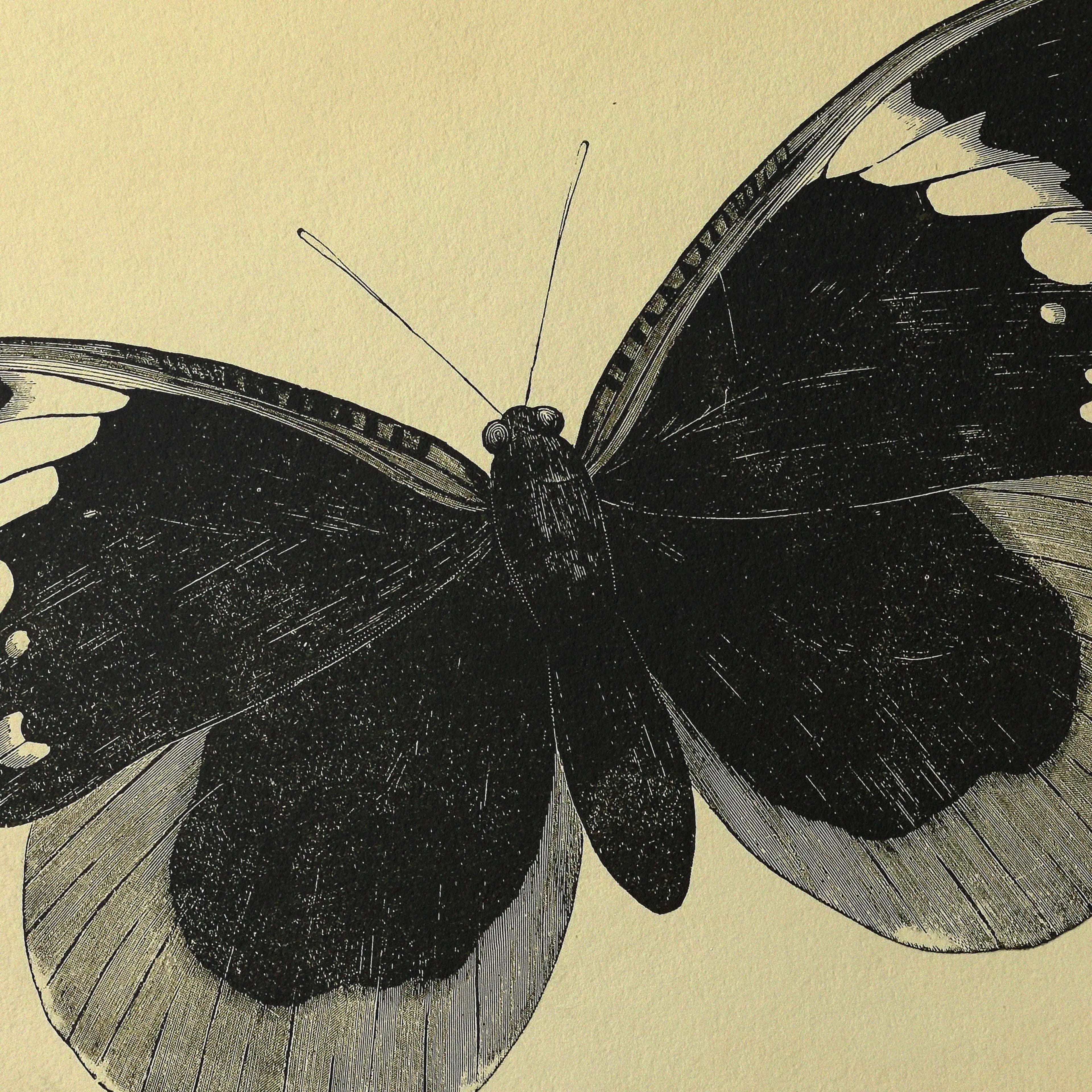 Natural History: Plate No. 49