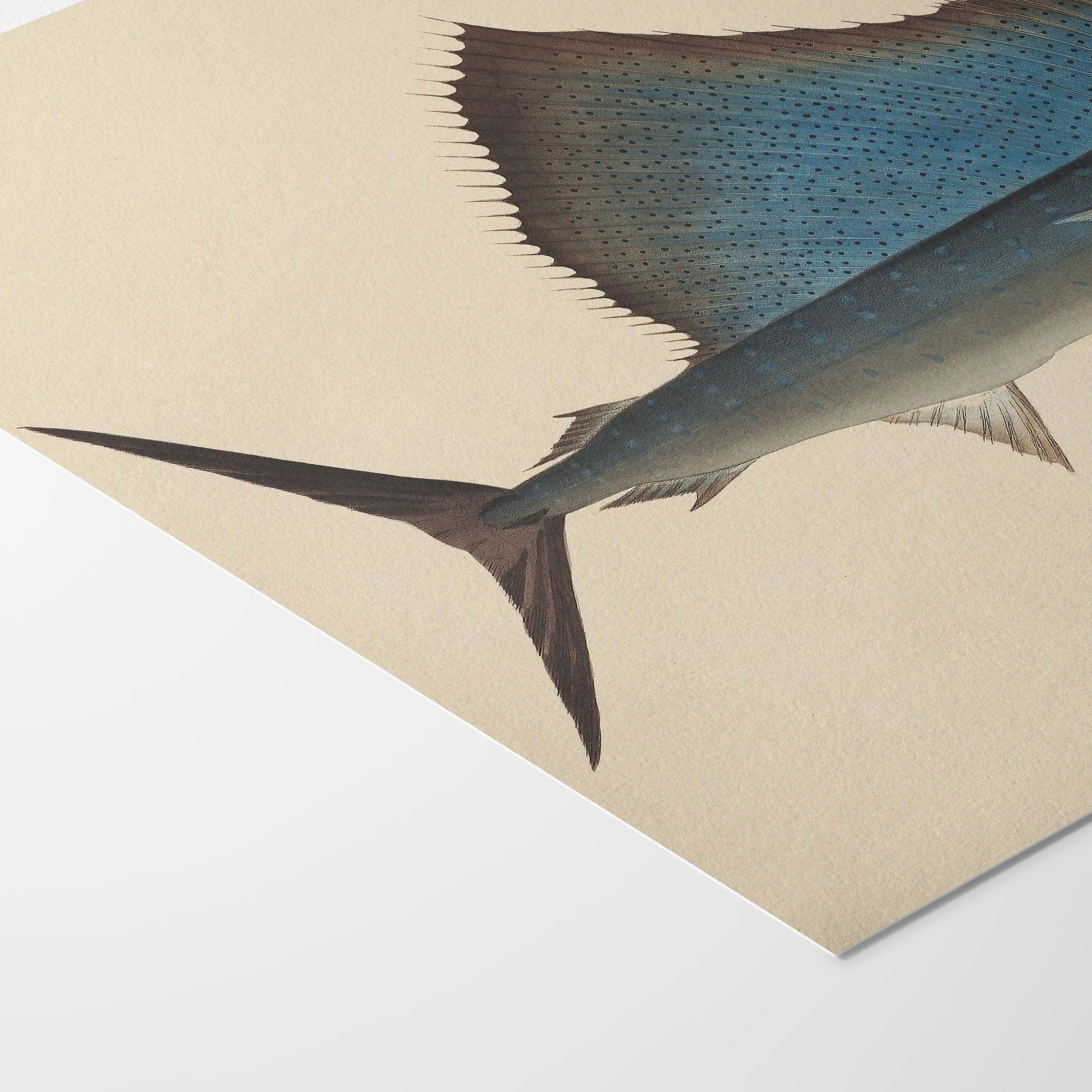 Natural History: Plate No. 49