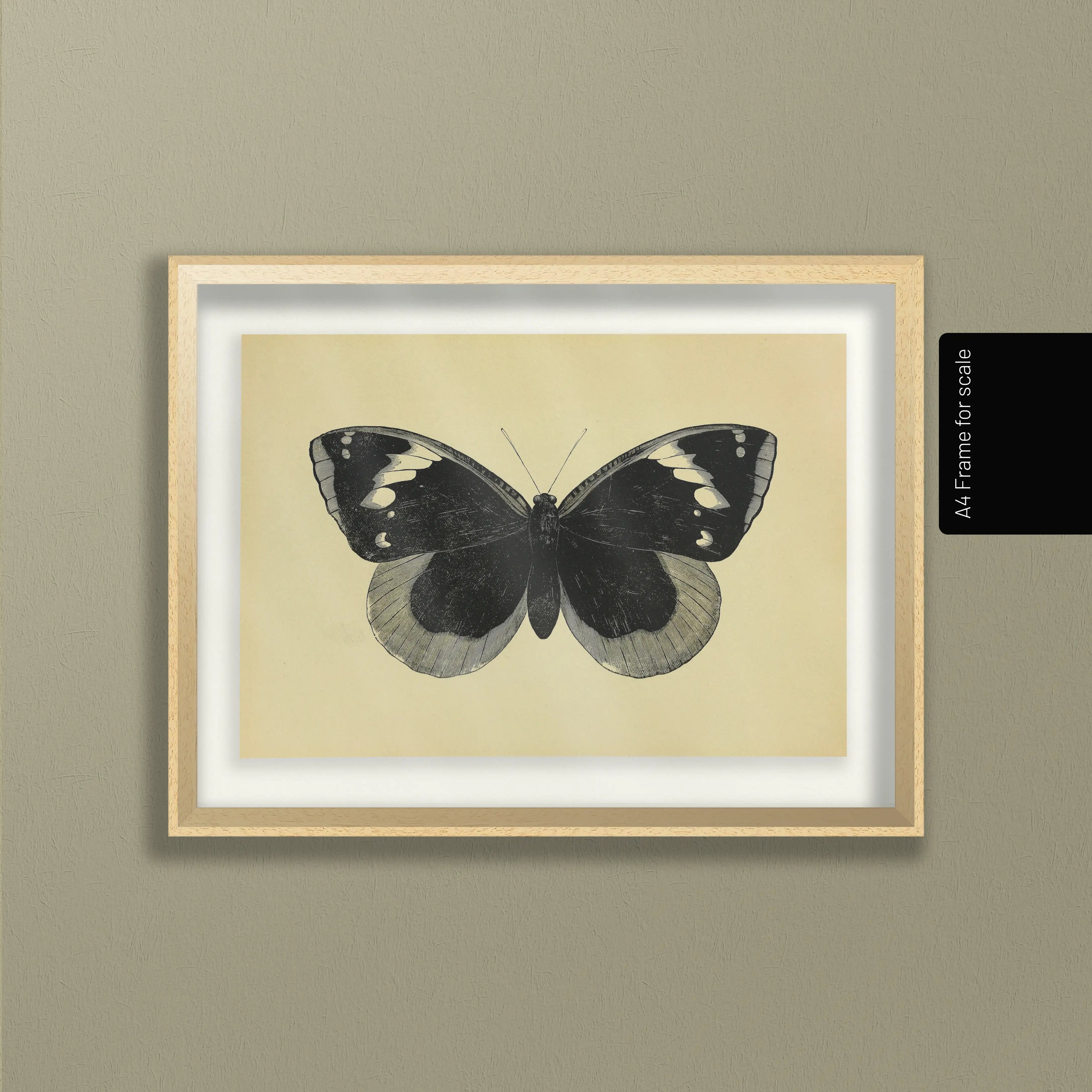 Natural History: Plate No. 49